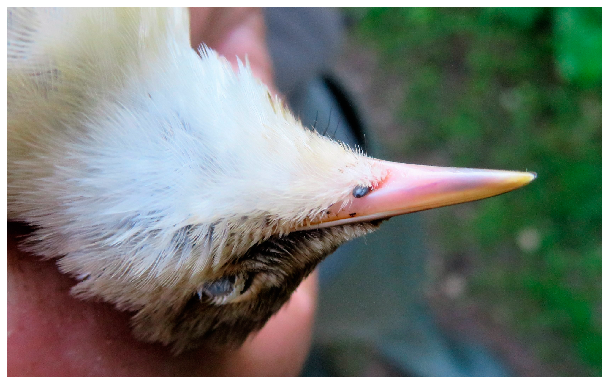 Zoonoticdis 03 00026 g003 Zoonoticdis 03 00026 g003