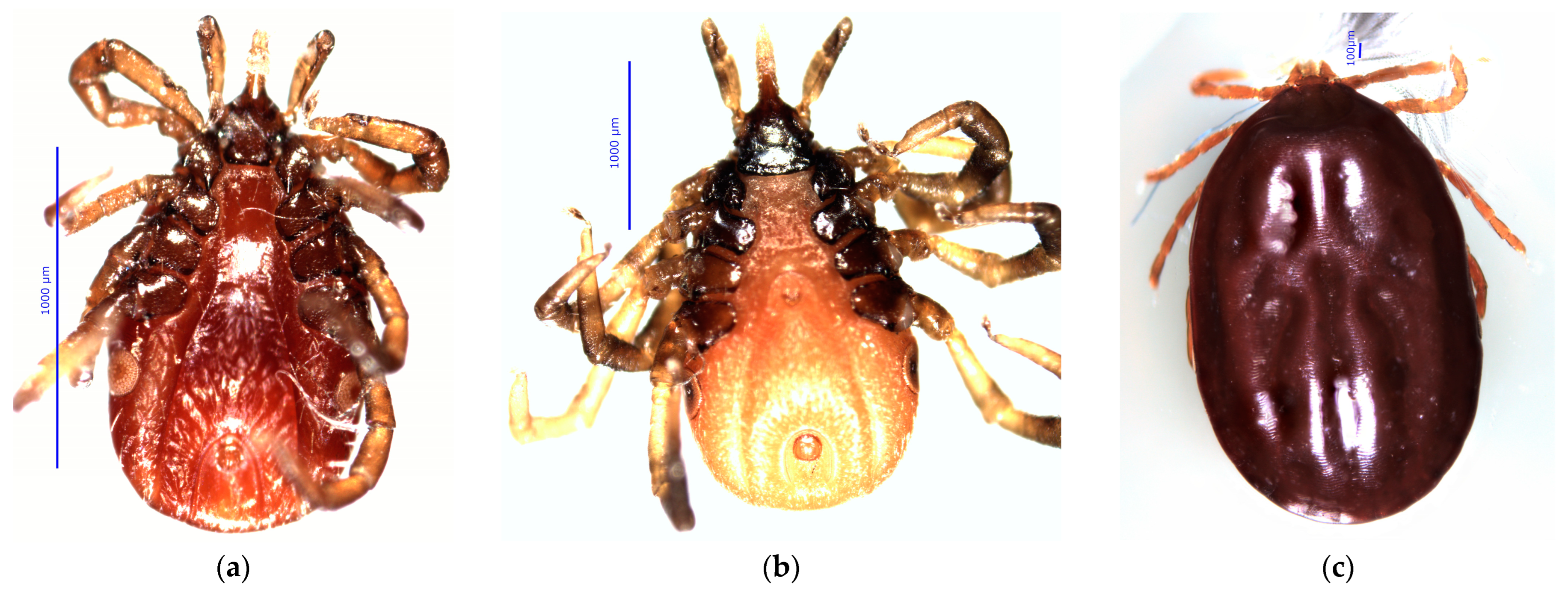 Zoonoticdis 03 00026 g005 Zoonoticdis 03 00026 g005