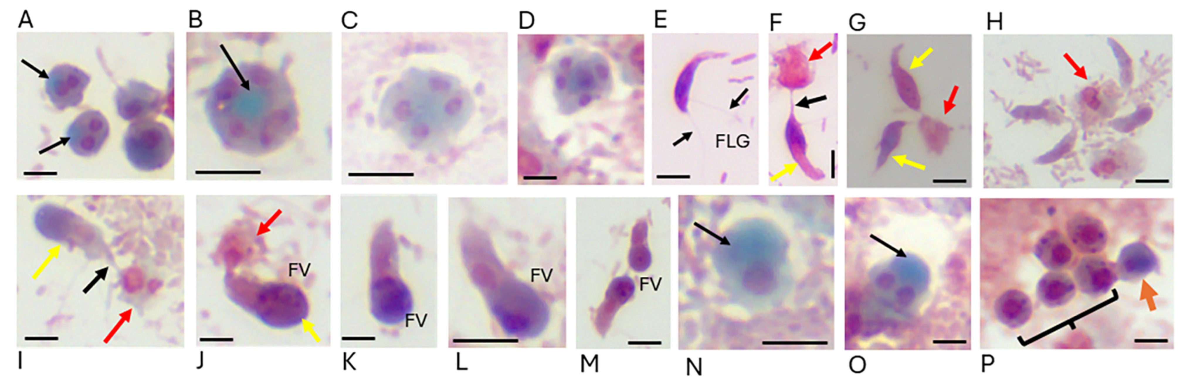 Zoonoticdis 05 00014 g002 Zoonoticdis 05 00014 g002