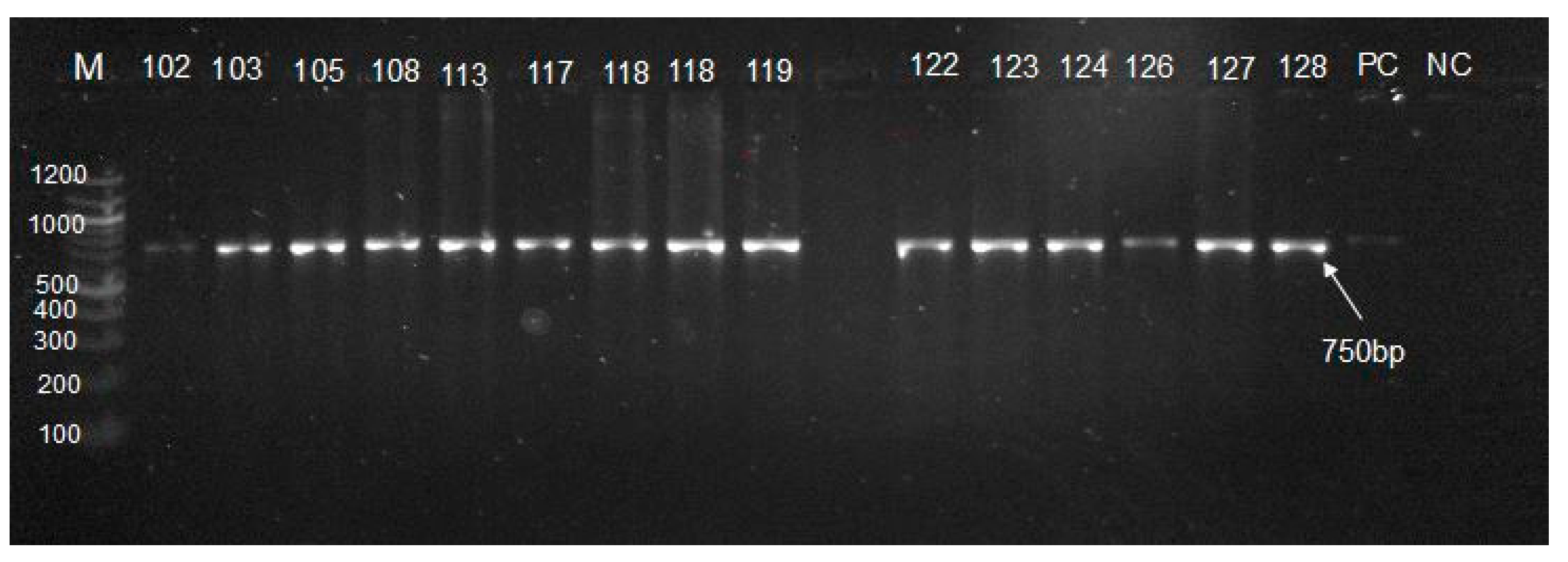 Zoonoticdis 05 00030 g003