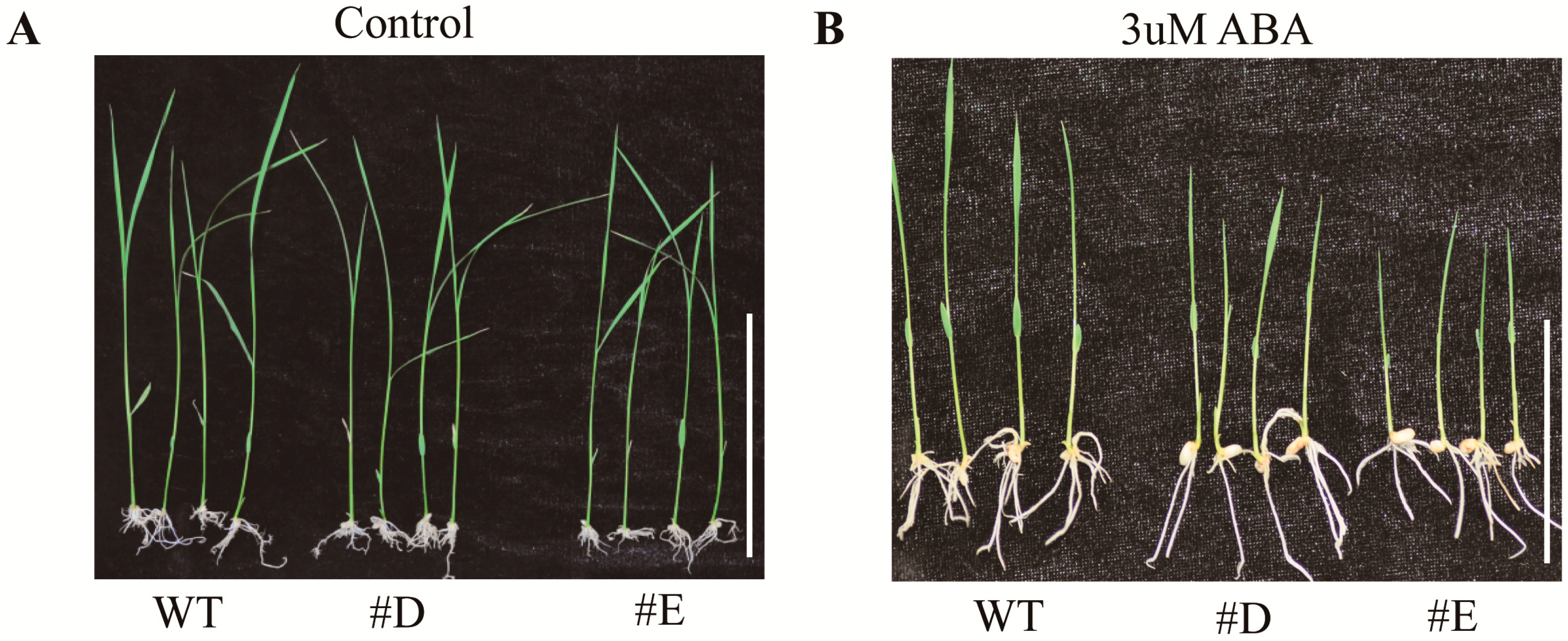 Agronomy 14 01050 g001a Agronomy 14 01050 g001a
