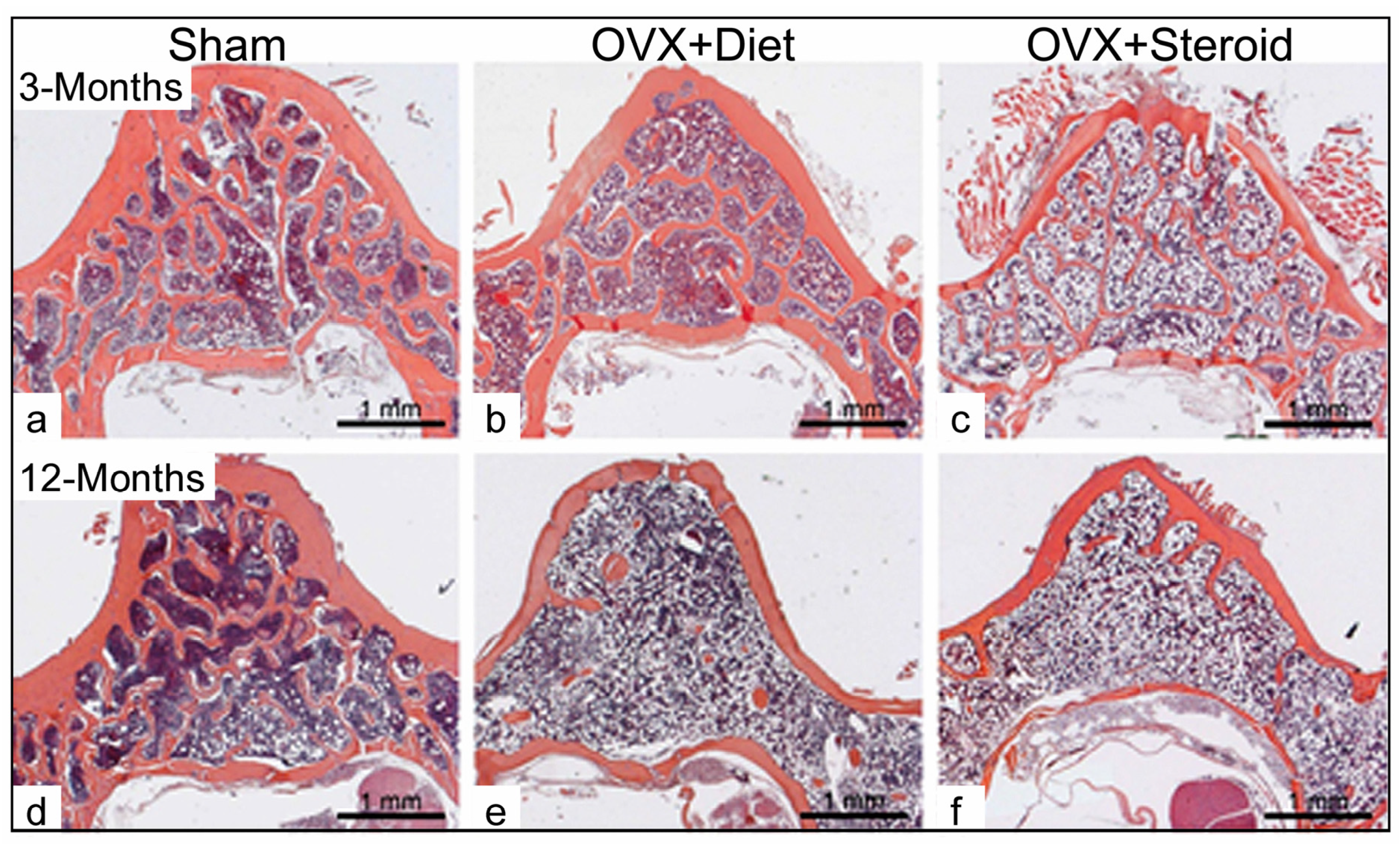 Anatomia 03 00008 g001