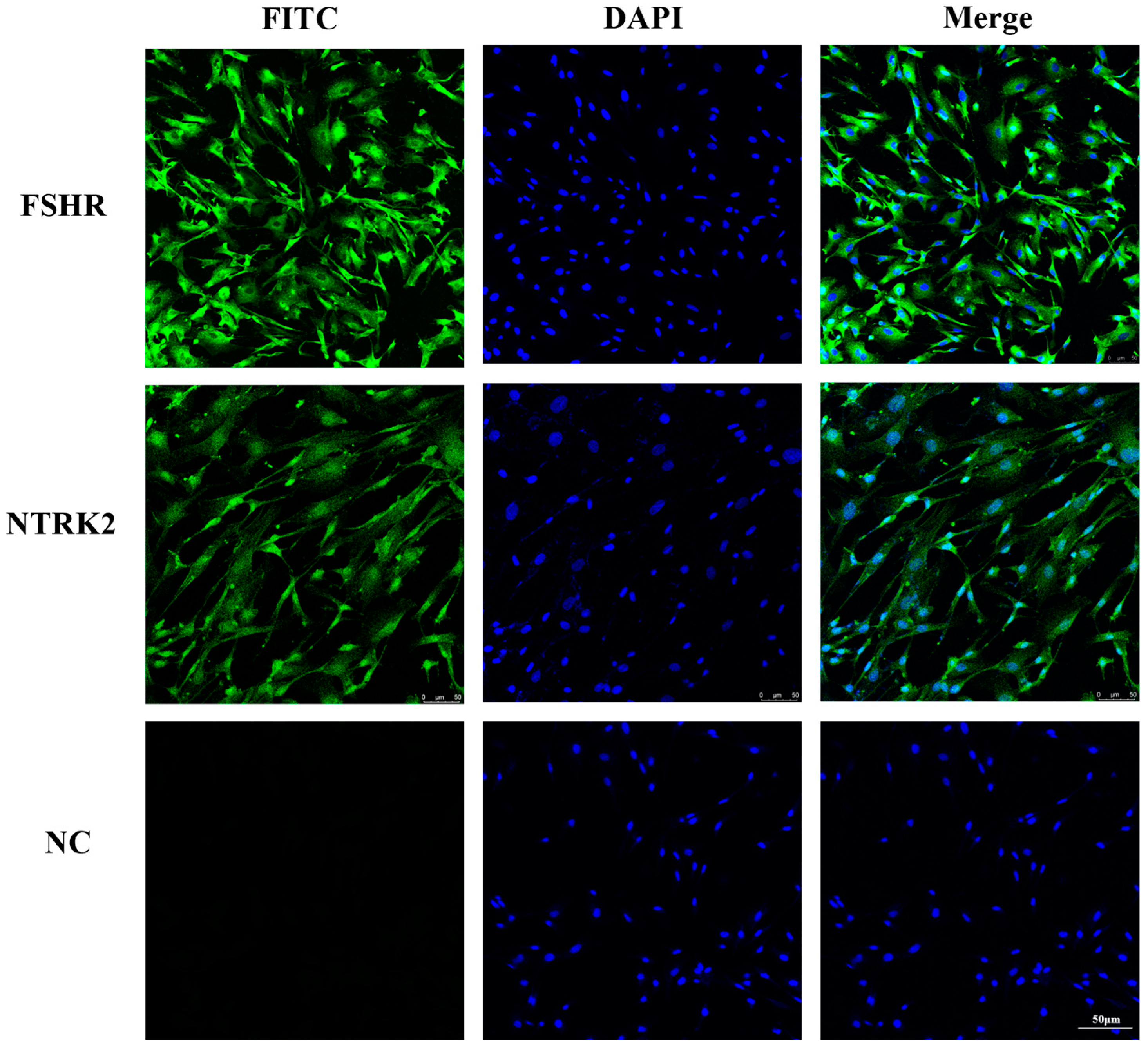 Animals 14 01465 g001
