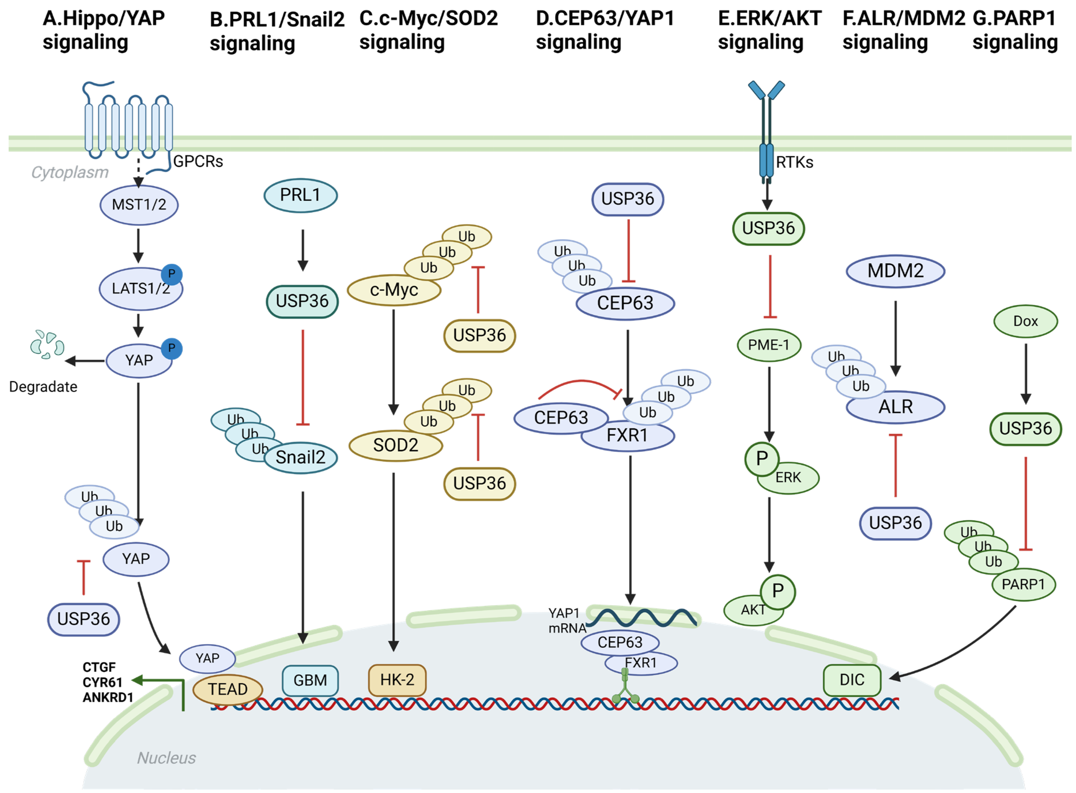 Biomolecules 14 00572 g002 Biomolecules 14 00572 g002