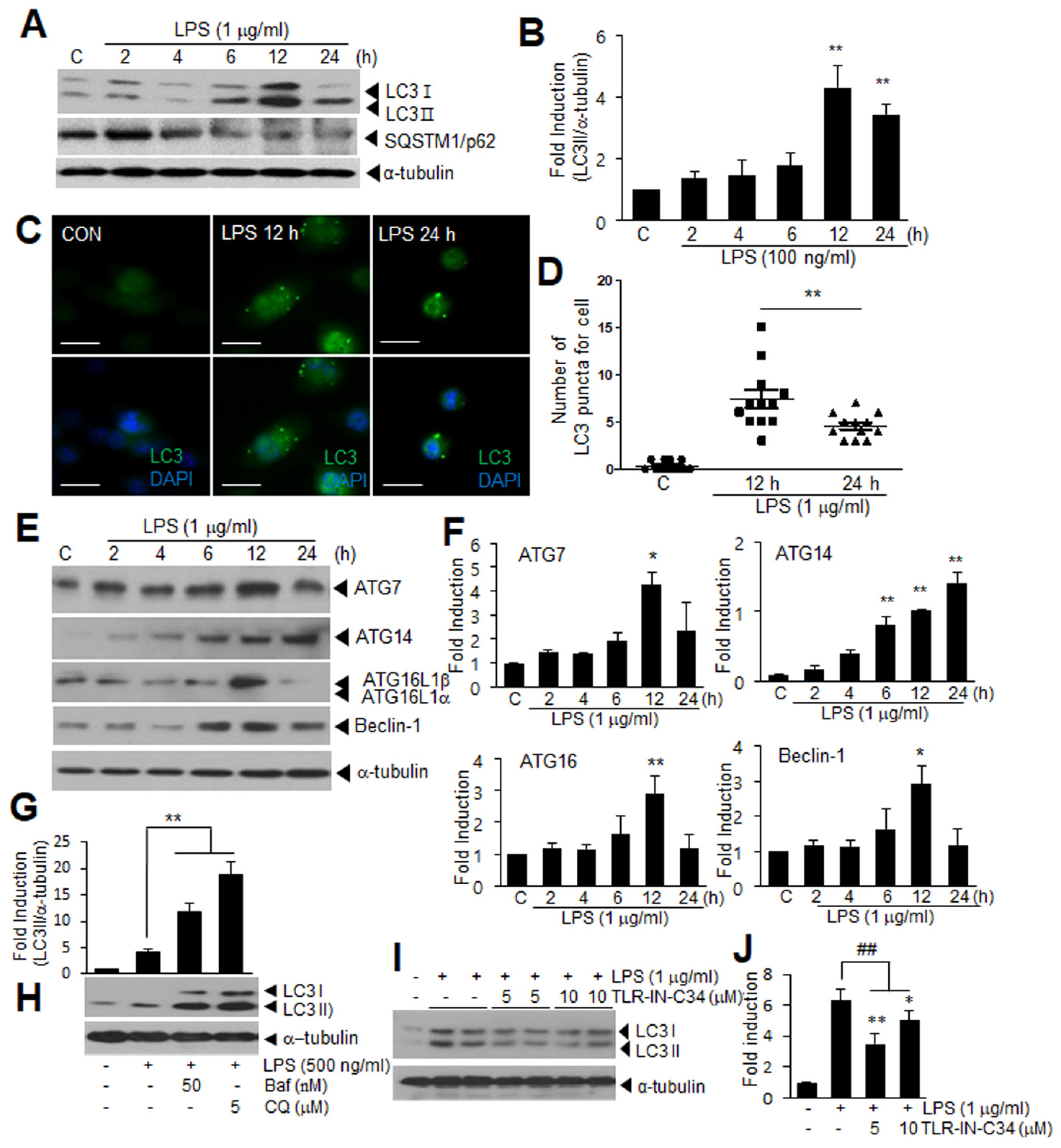 Cells 11 02410 g001