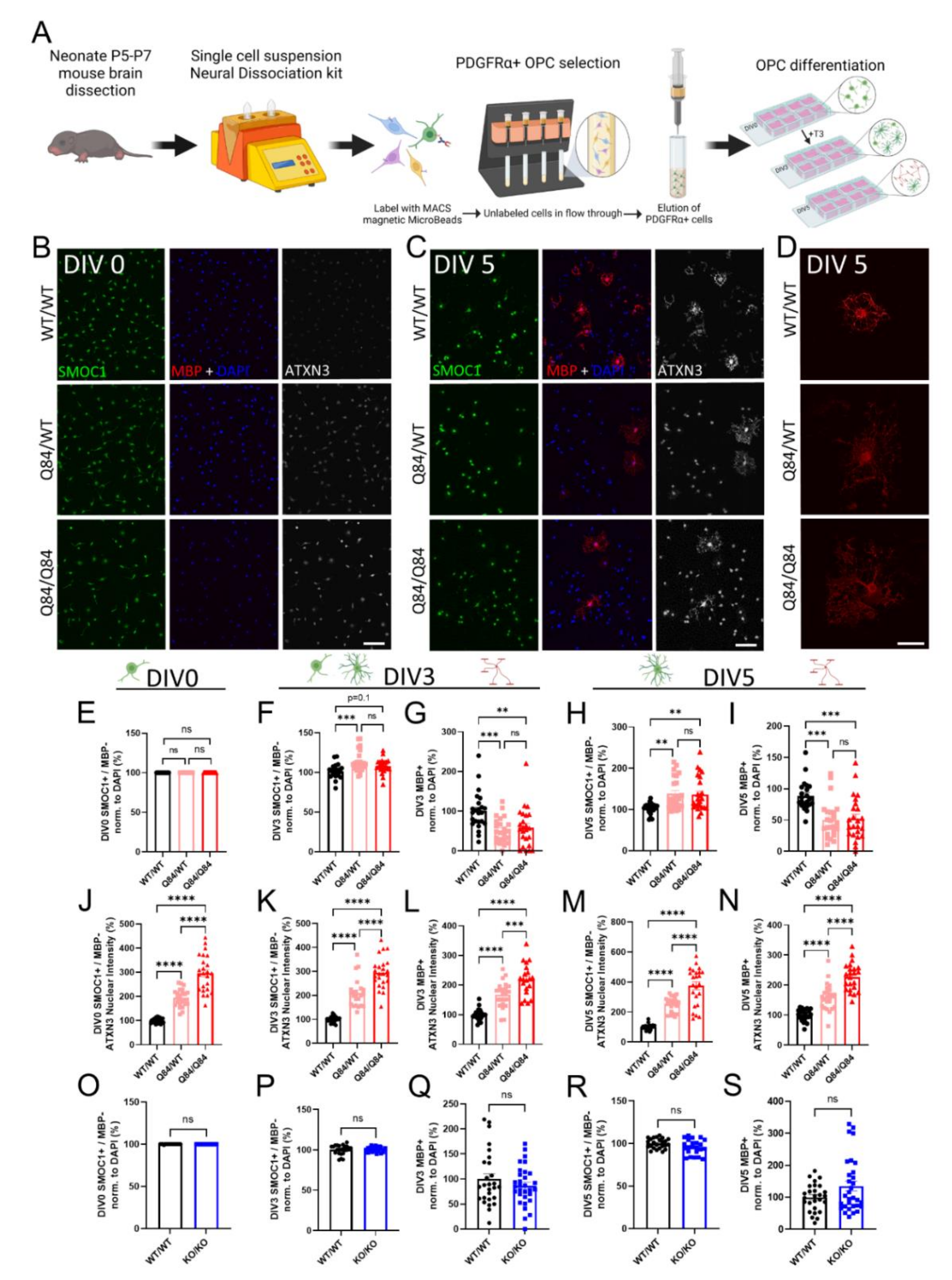 Cells 11 02615 g001