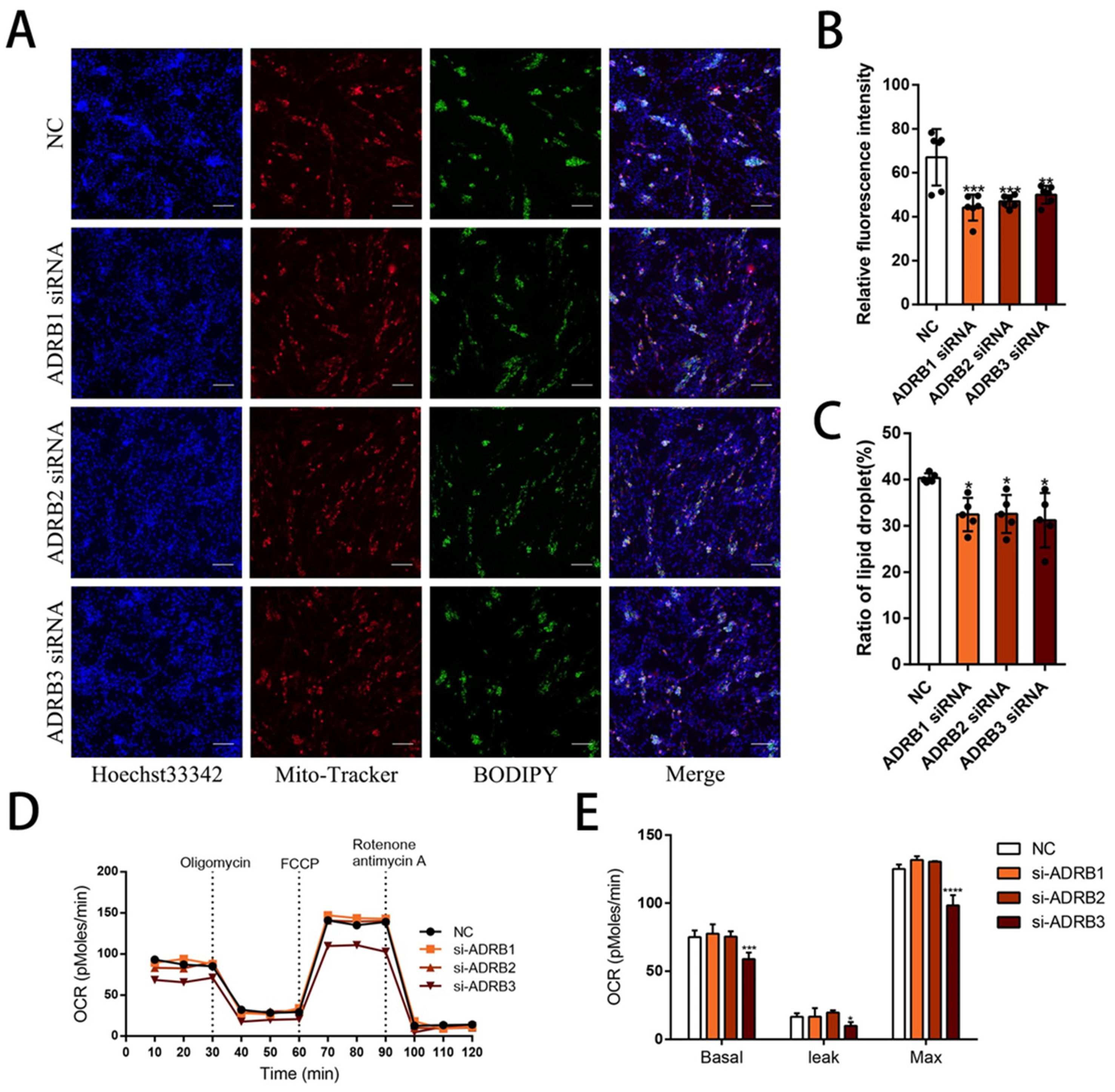 Cells 13 00709 g003