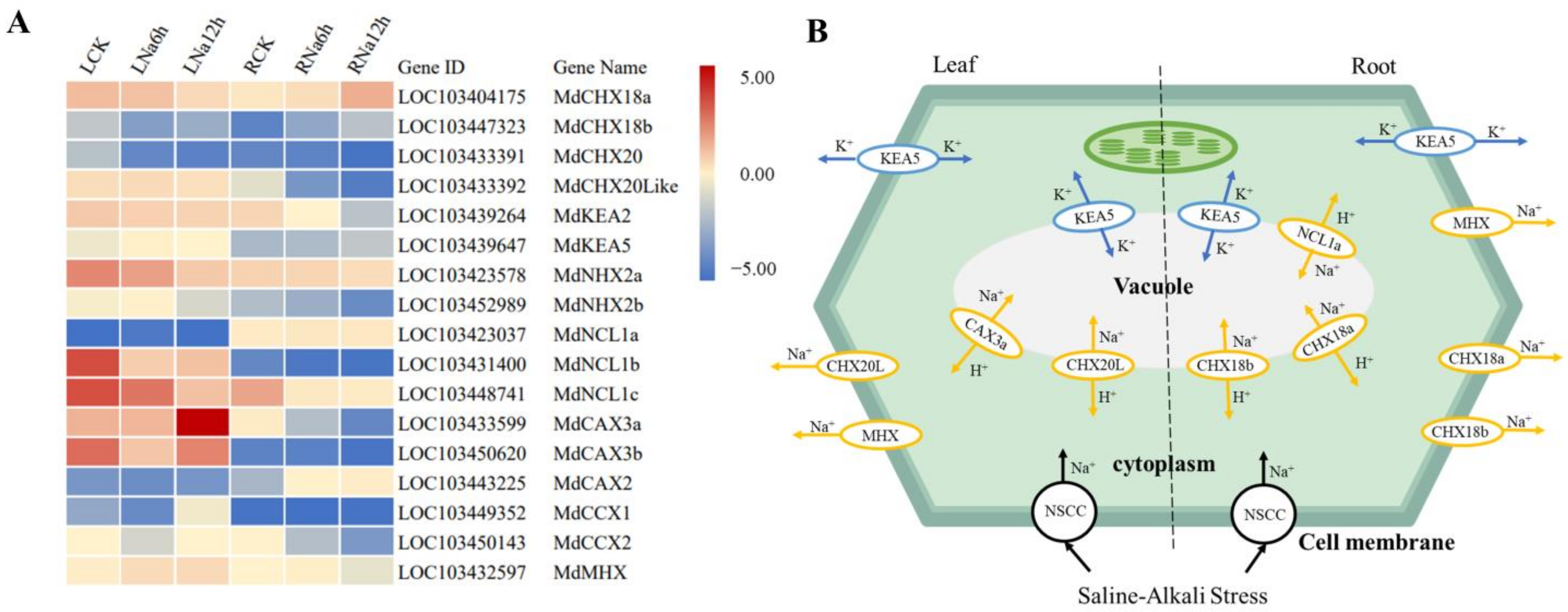 Horticulturae 10 00510 g007