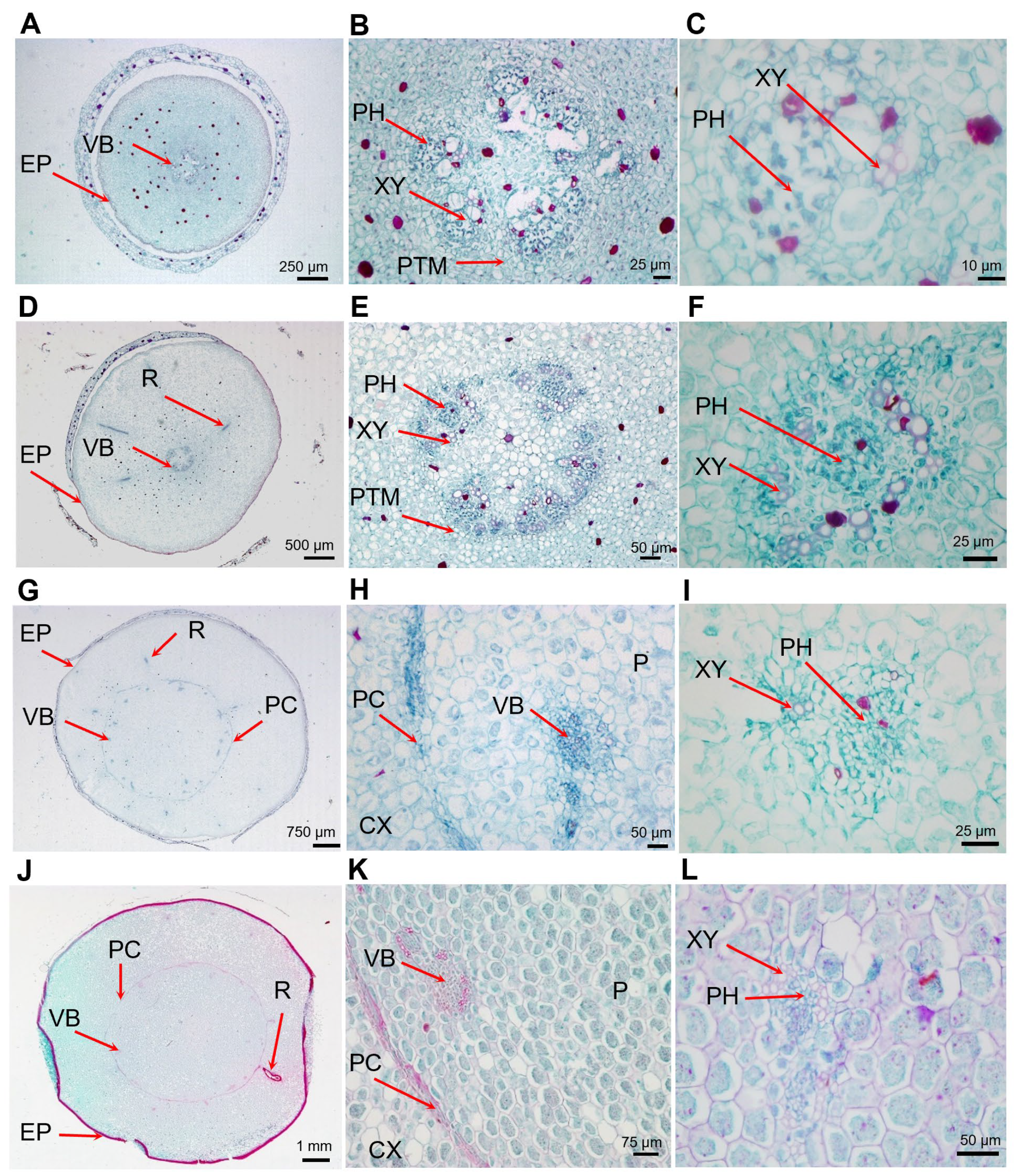 Ijms 25 05100 g002