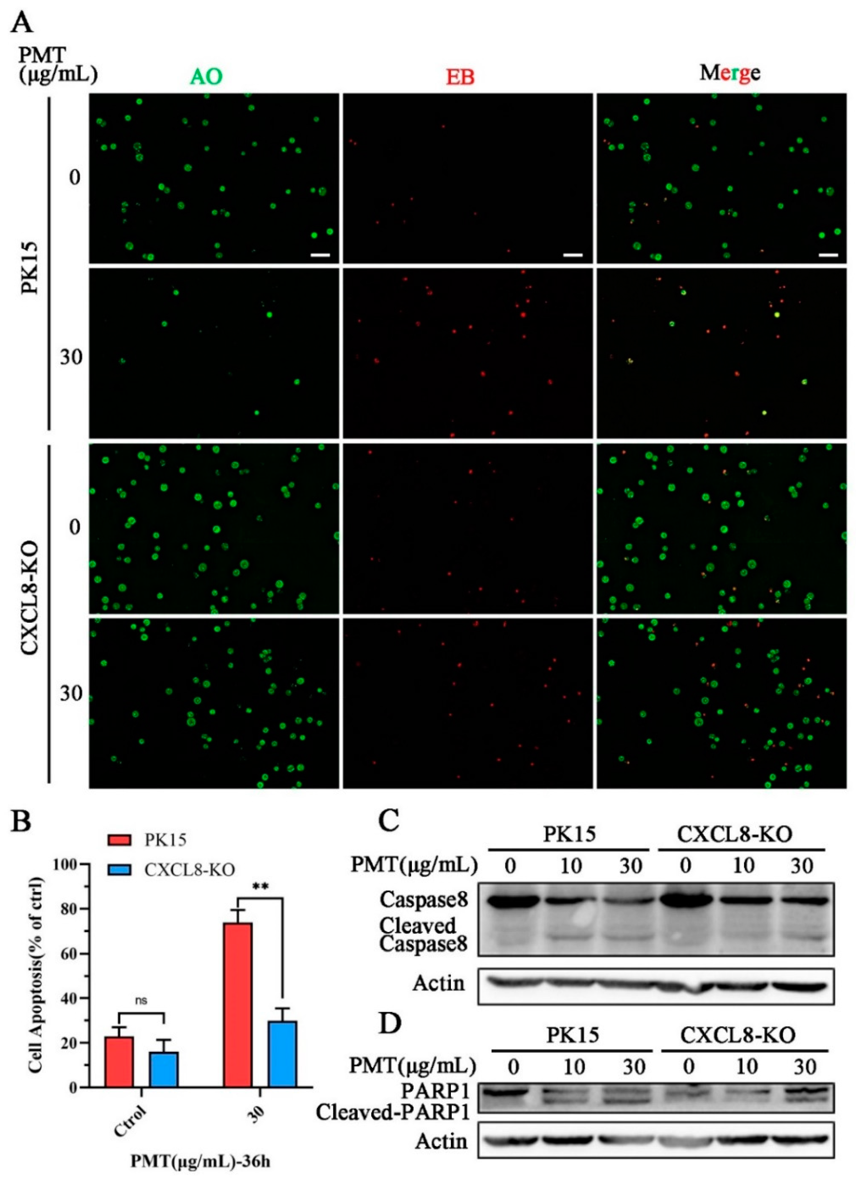Ijms 25 05330 g006 Ijms 25 05330 g006