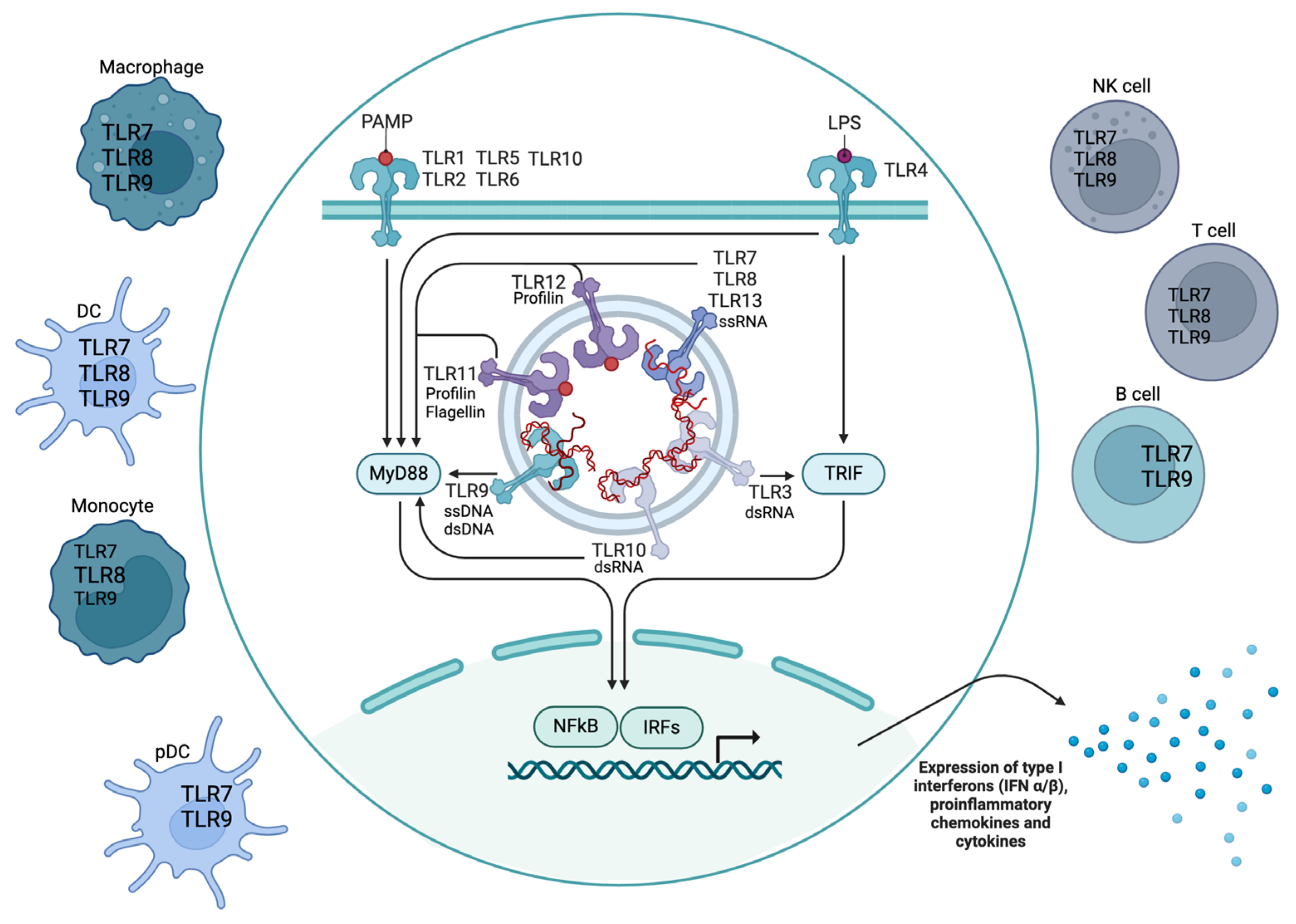 Ijms 25 05351 g001 Ijms 25 05351 g001