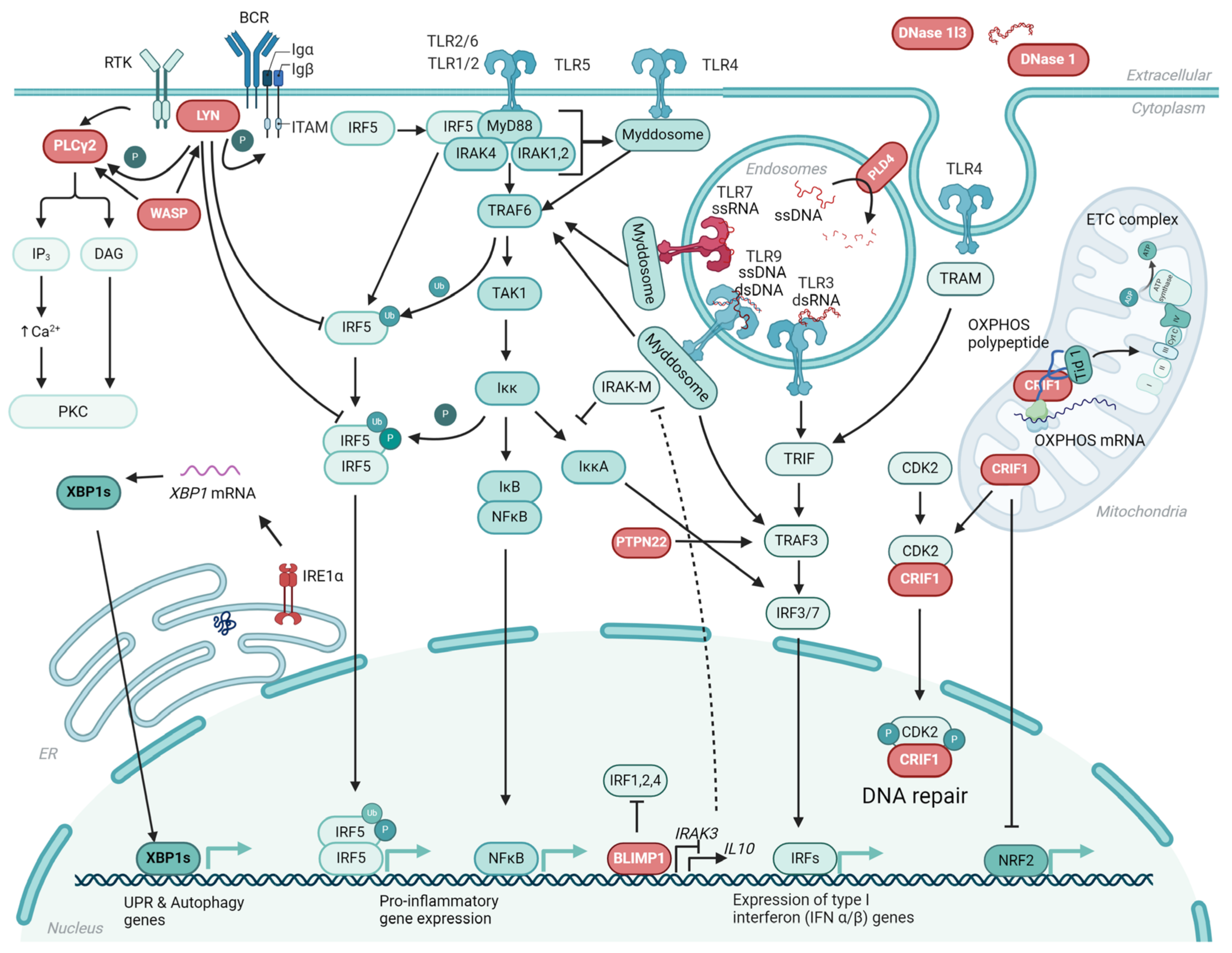 Ijms 25 05351 g002 Ijms 25 05351 g002