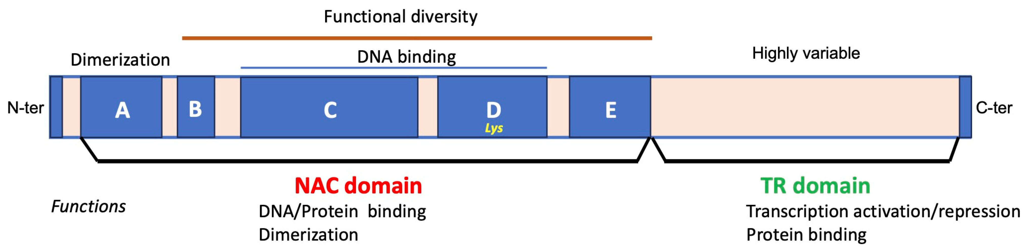 Ijms 25 05369 g001 Ijms 25 05369 g001