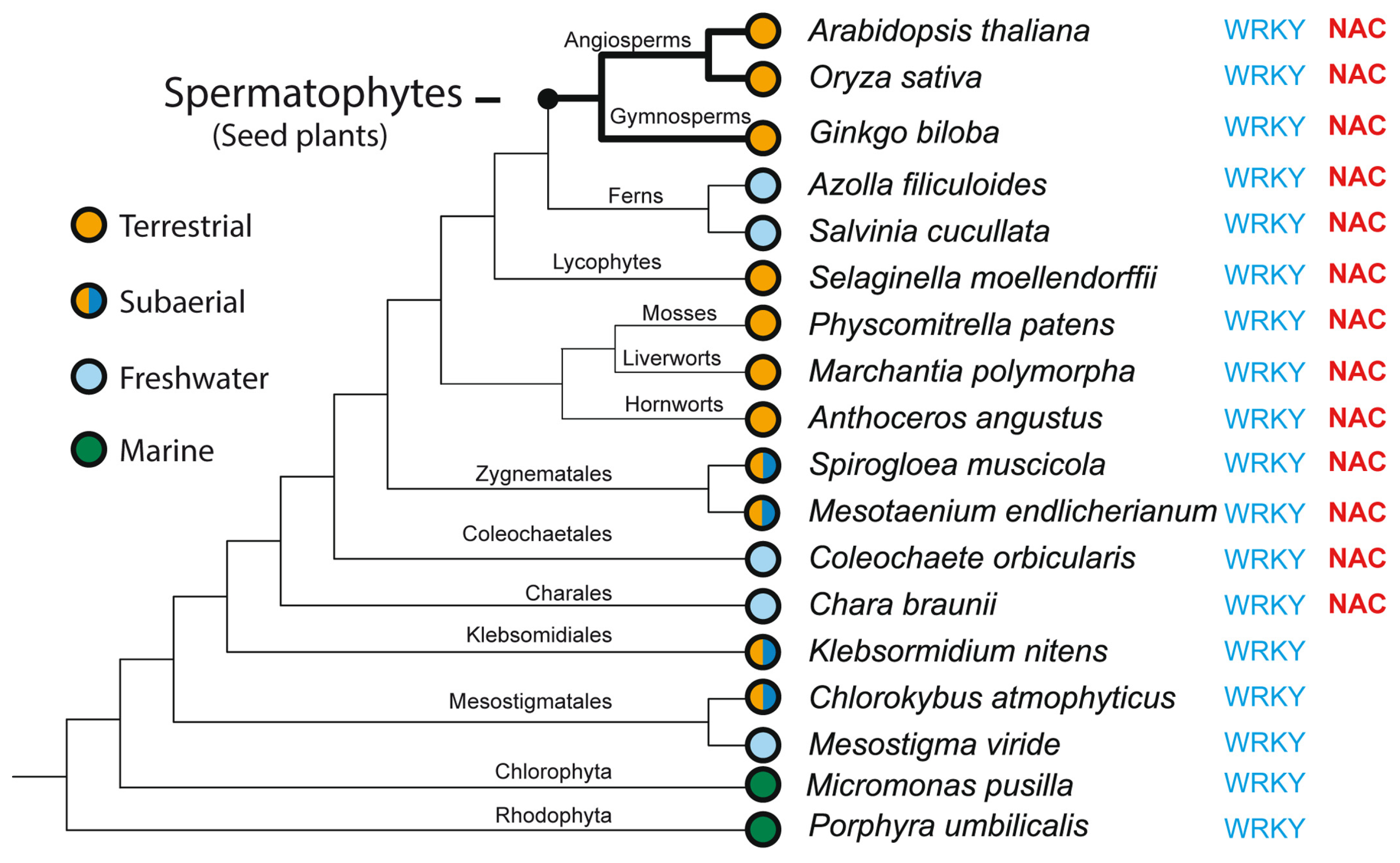 Ijms 25 05369 g004 Ijms 25 05369 g004