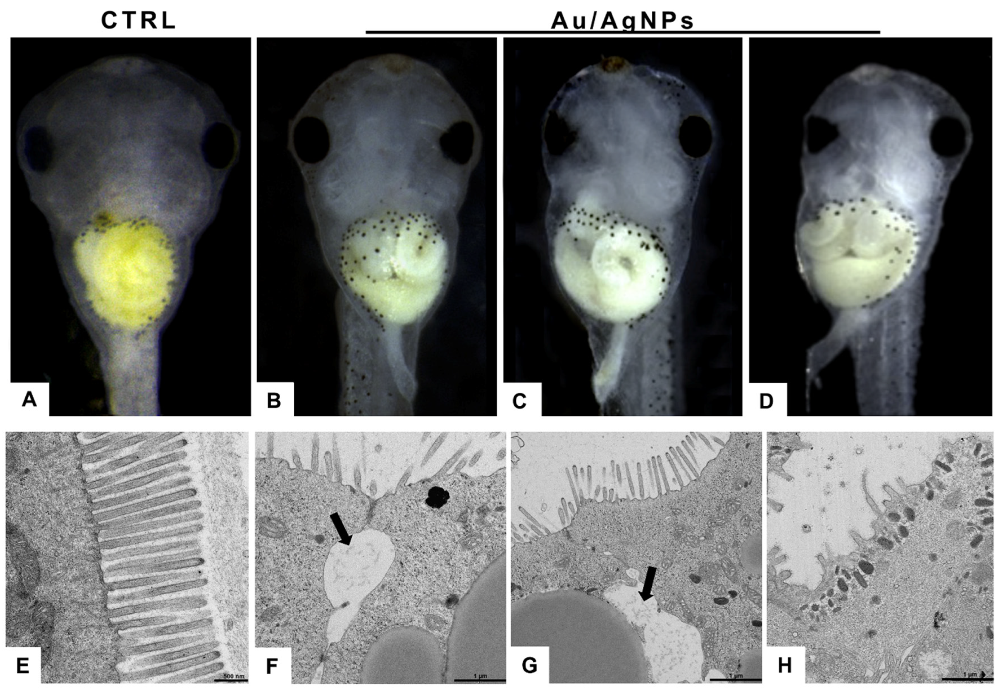 Nanomaterials 13 02488 g006