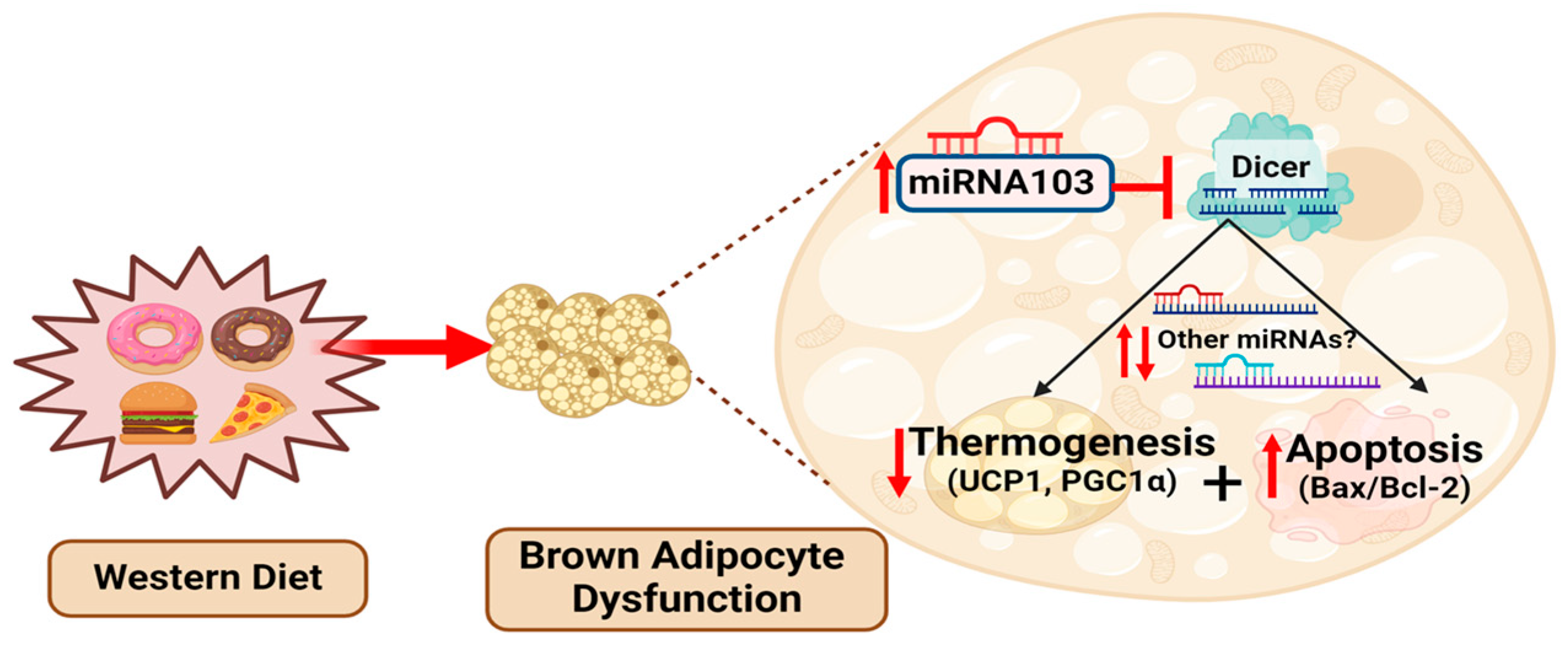 Obesities 04 00010 g006