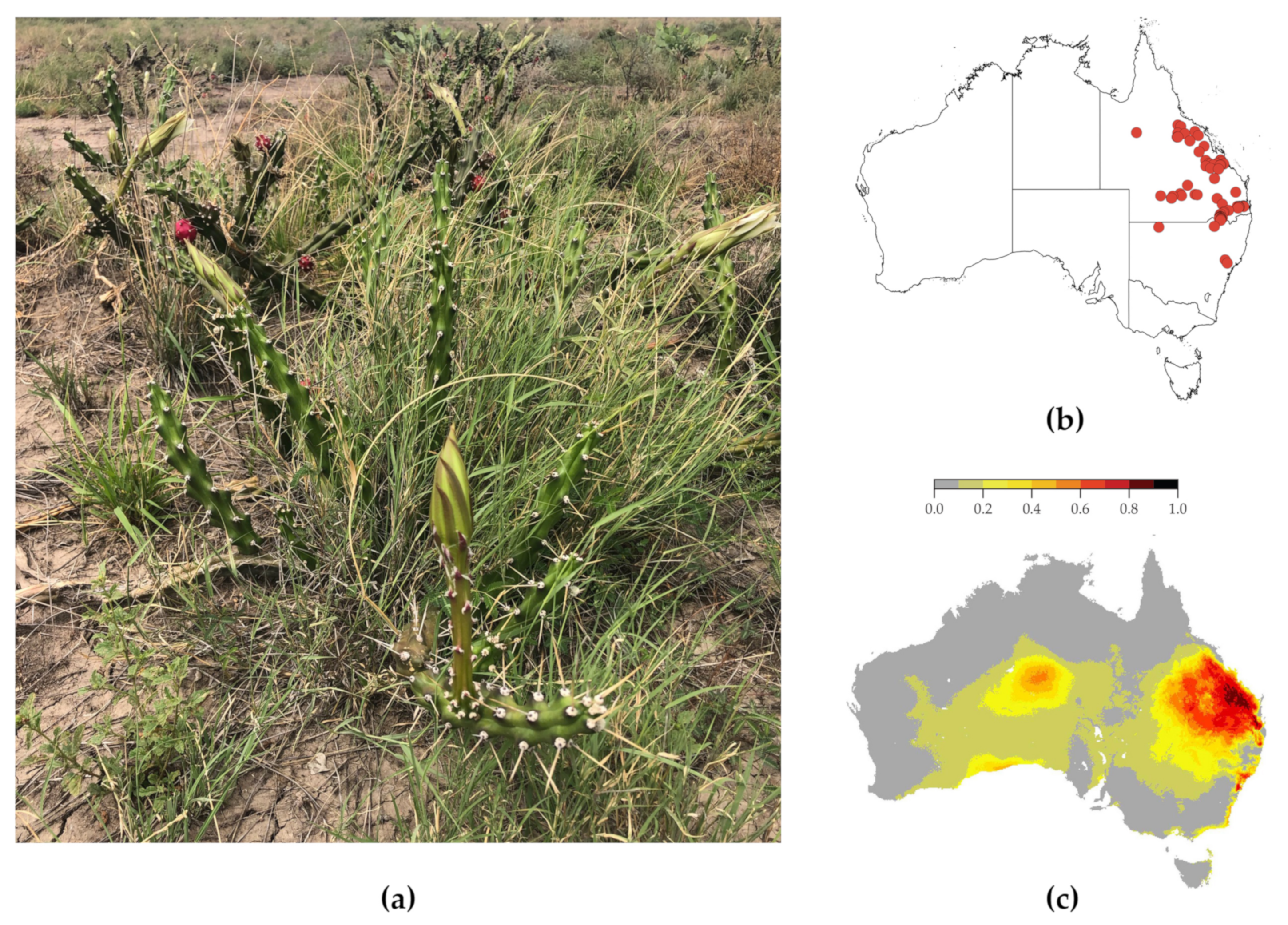 Plants 10 02054 g001