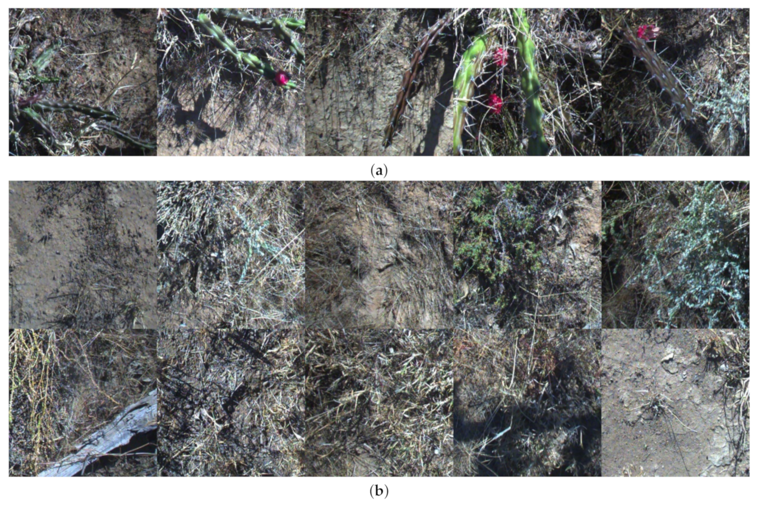 Plants 10 02054 g006