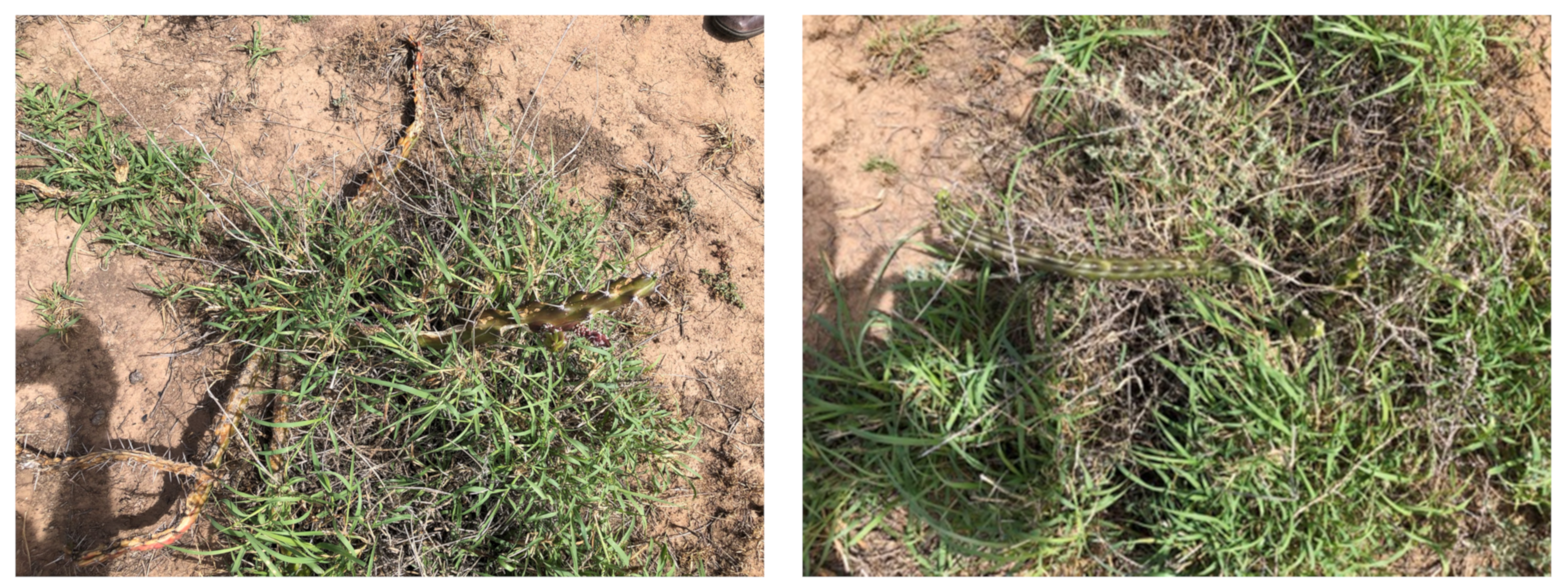 Plants 10 02054 g011