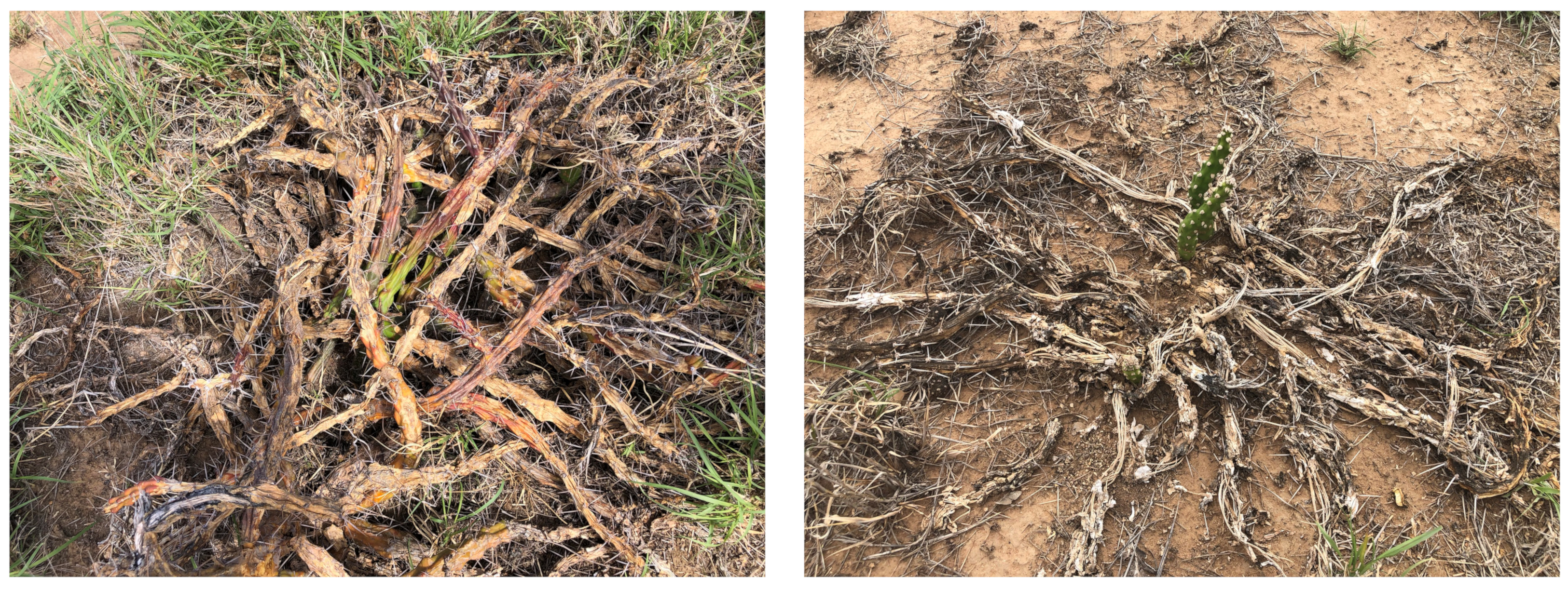 Plants 10 02054 g012