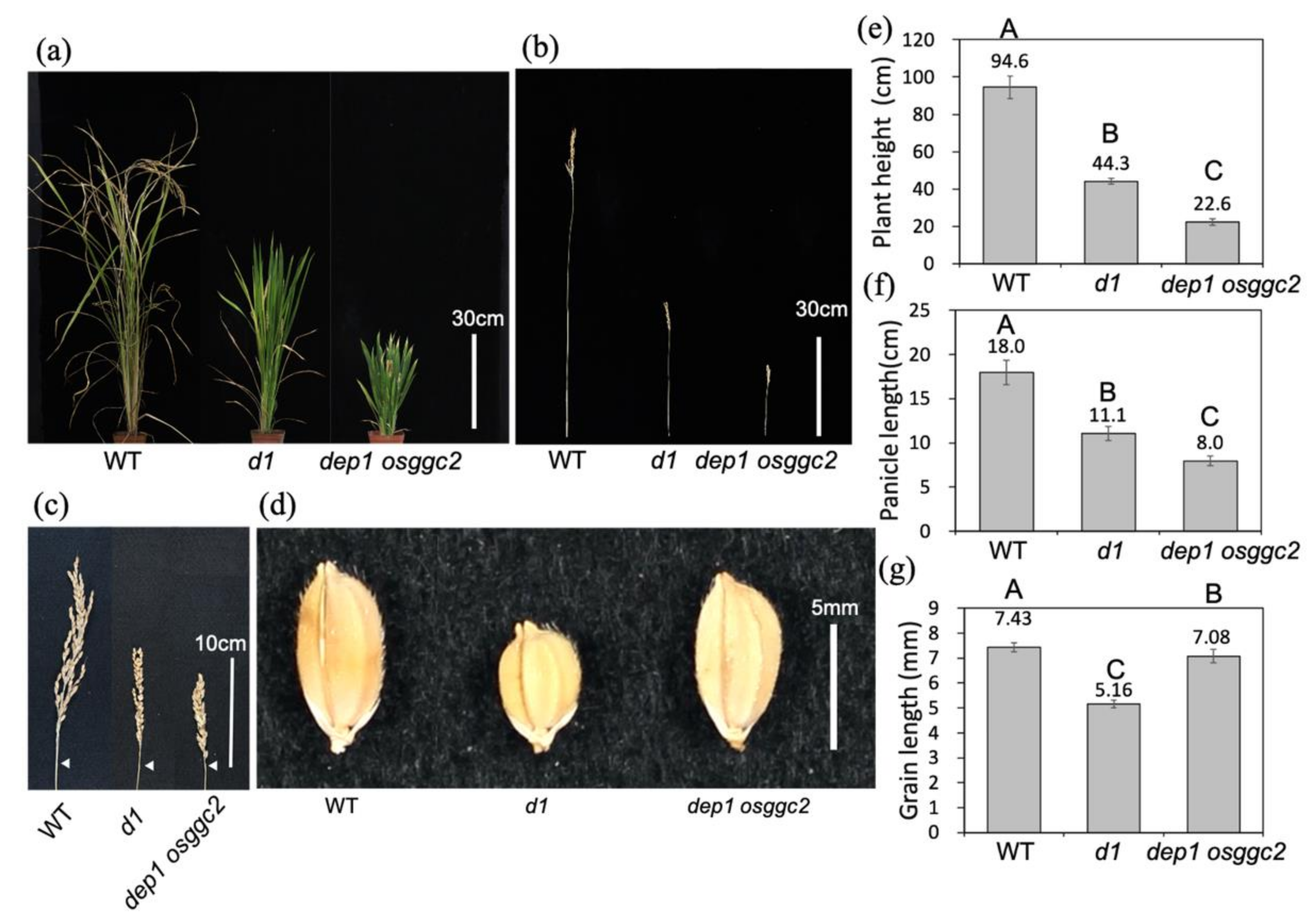 Plants 11 00422 g004