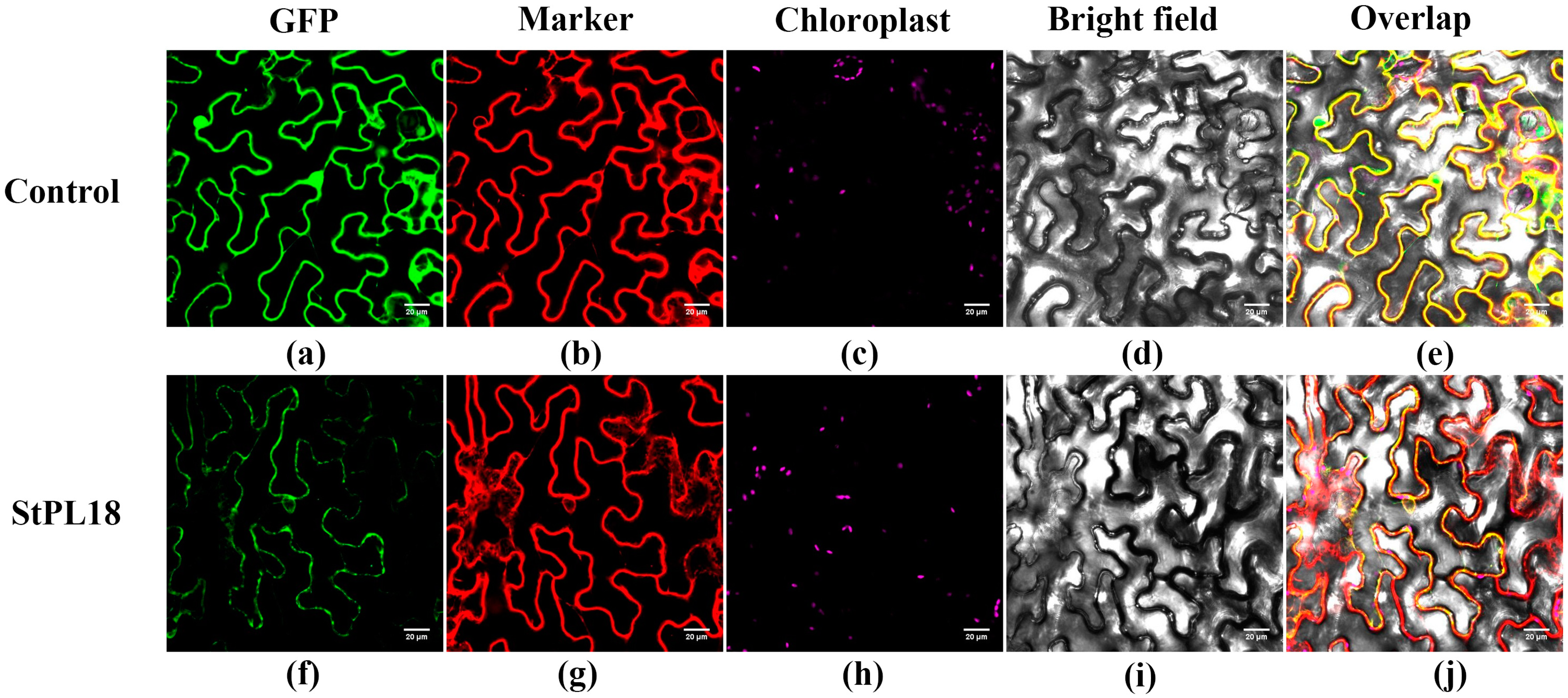 Plants 13 01322 g008