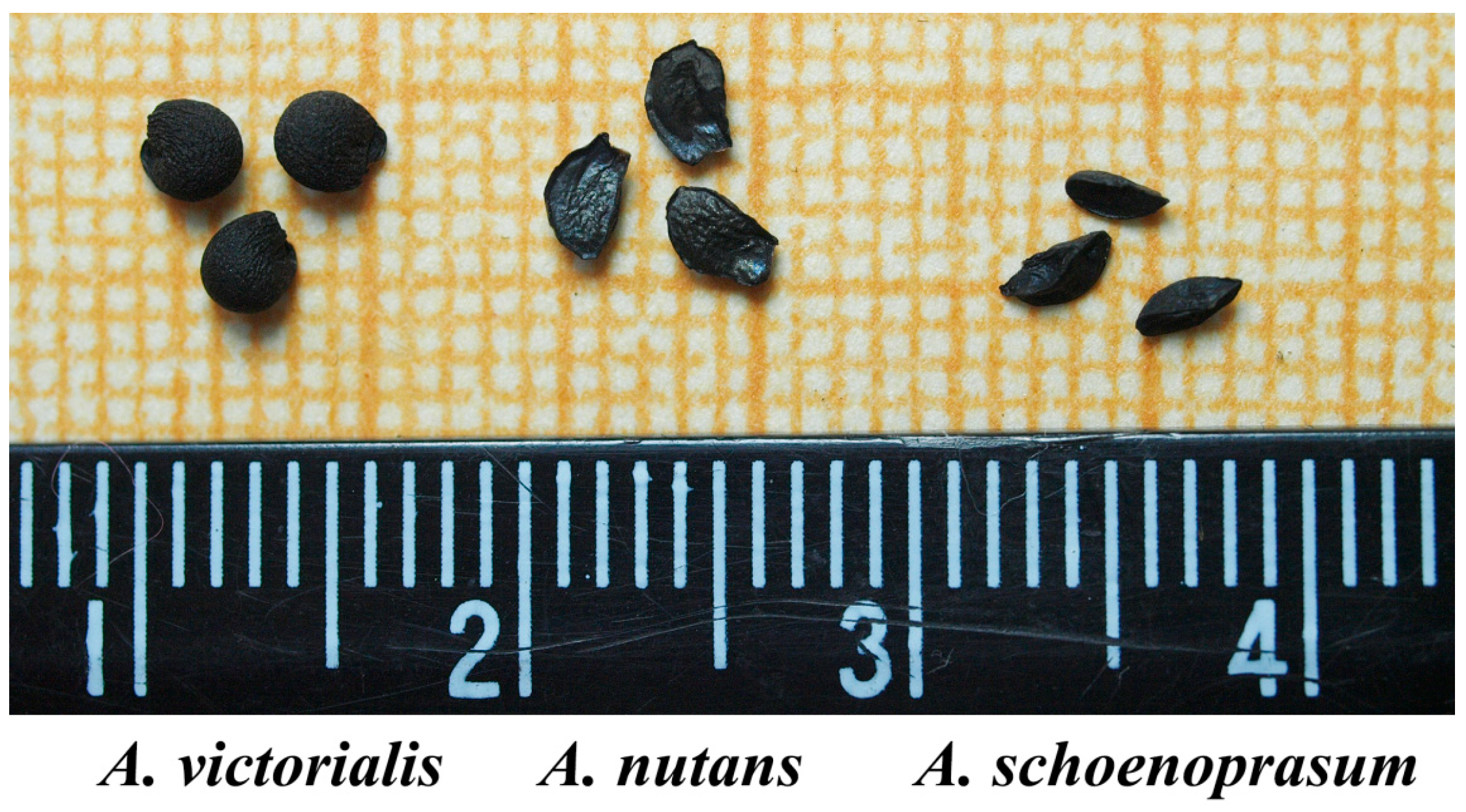 Plants 13 01354 g001