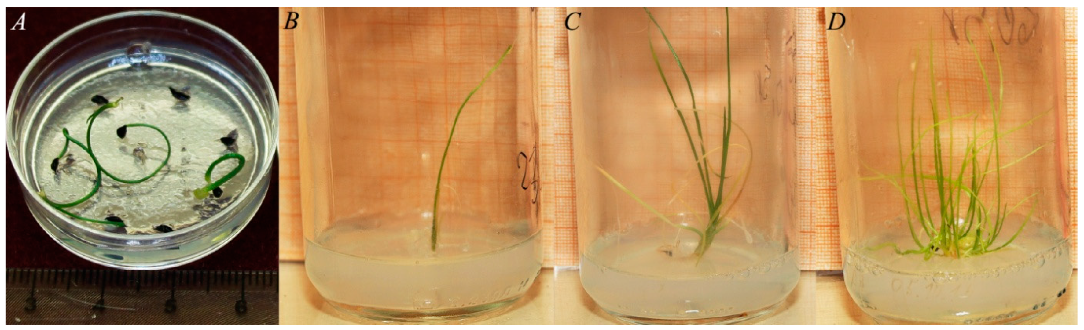 Plants 13 01354 g002