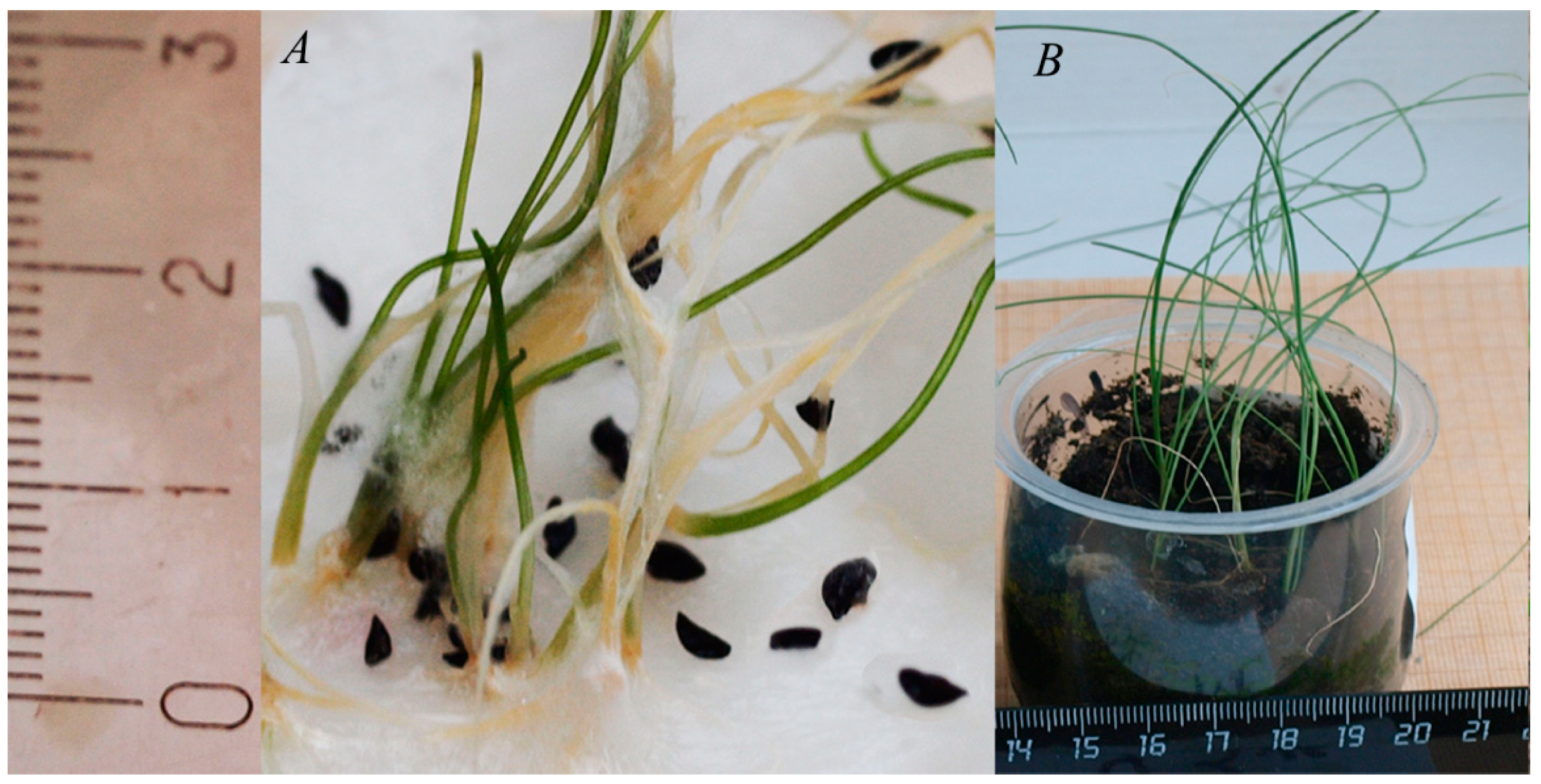 Plants 13 01354 g003