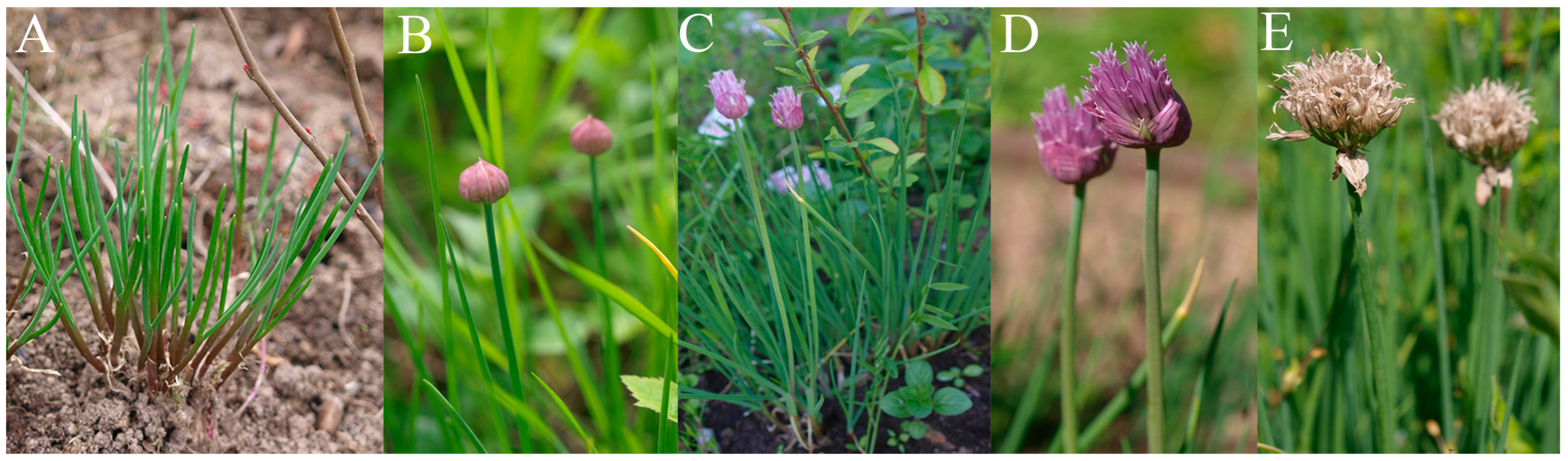 Plants 13 01354 g004