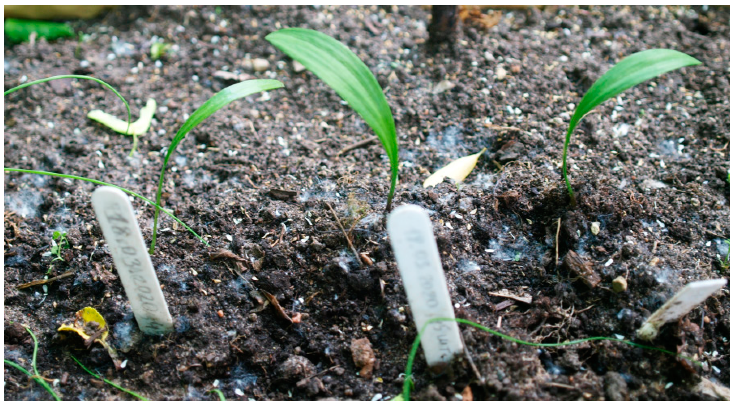 Plants 13 01354 g005