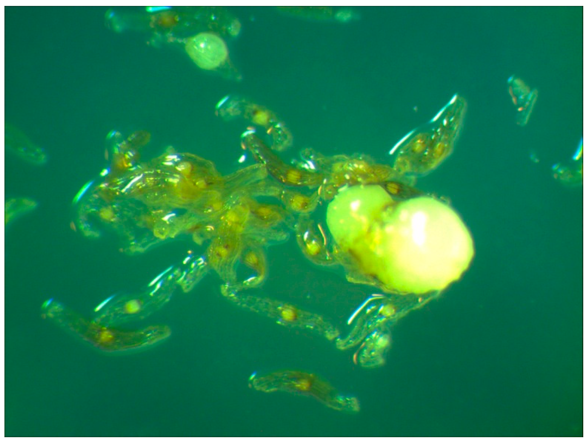 Plants 13 01354 g008