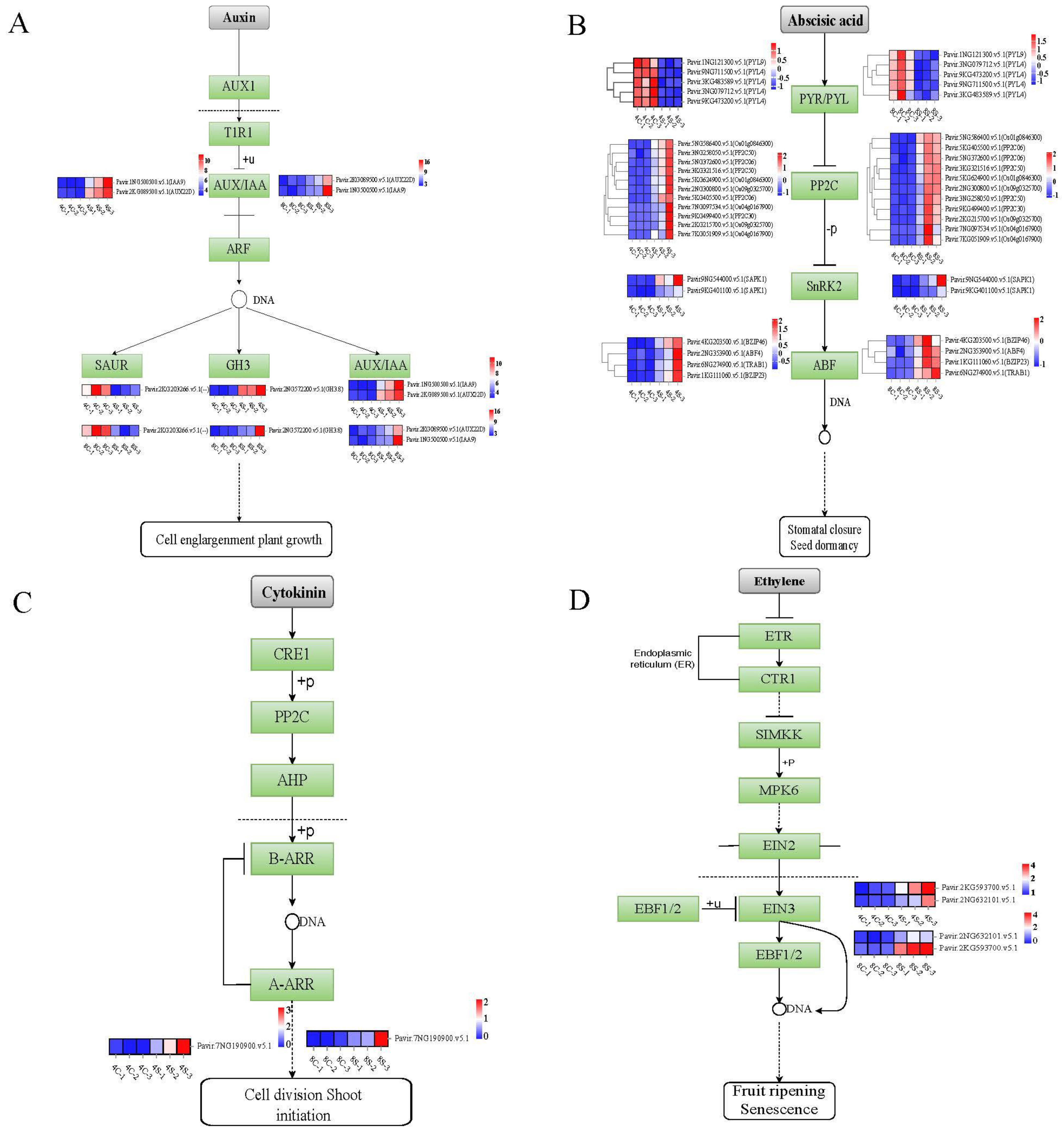 Plants 13 01383 g005