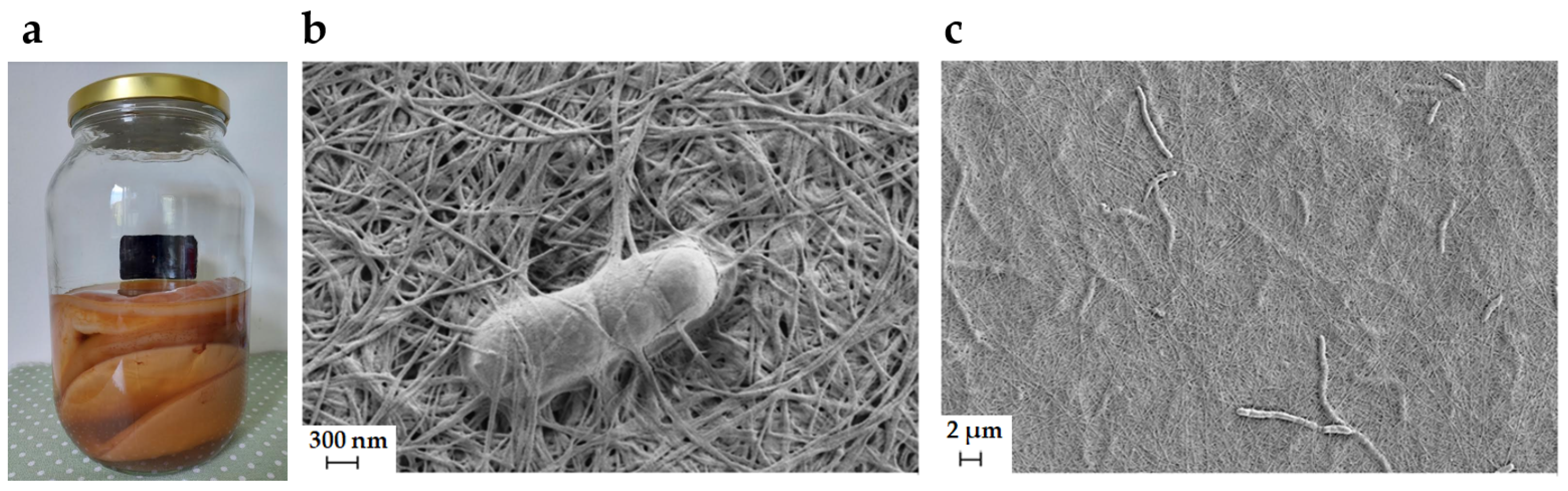 Polymers 15 03466 g001 Polymers 15 03466 g001
