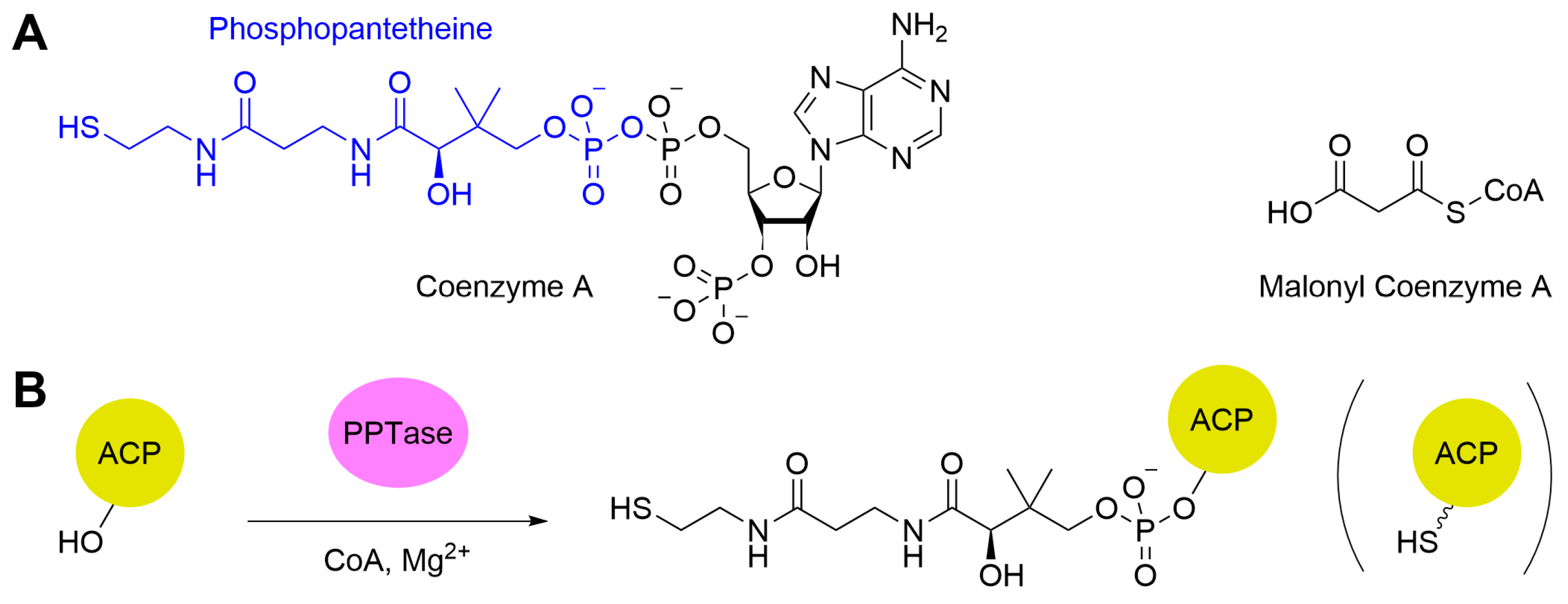 Synbio 02 00006 g007 Synbio 02 00006 g007