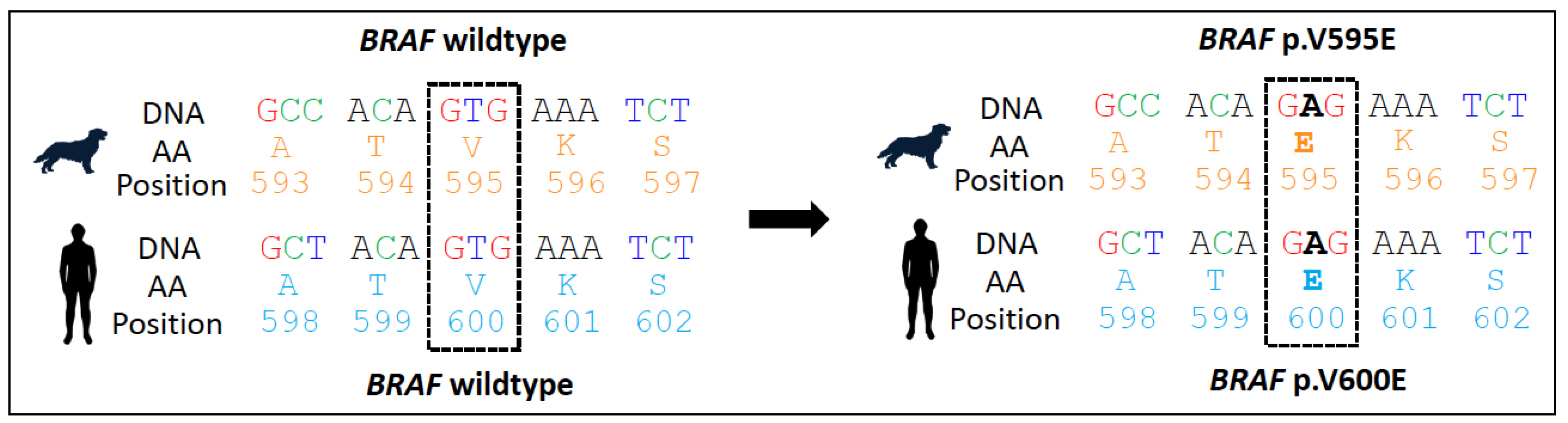 Vetsci 11 00199 g003