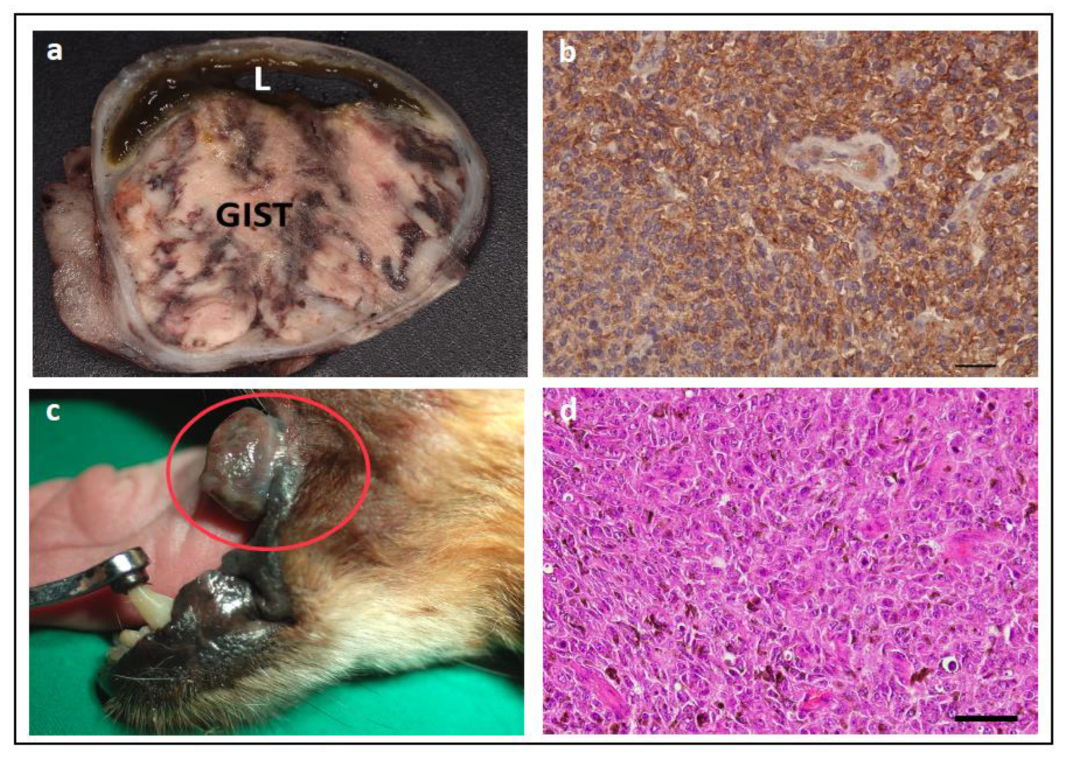 Vetsci 11 00199 g009