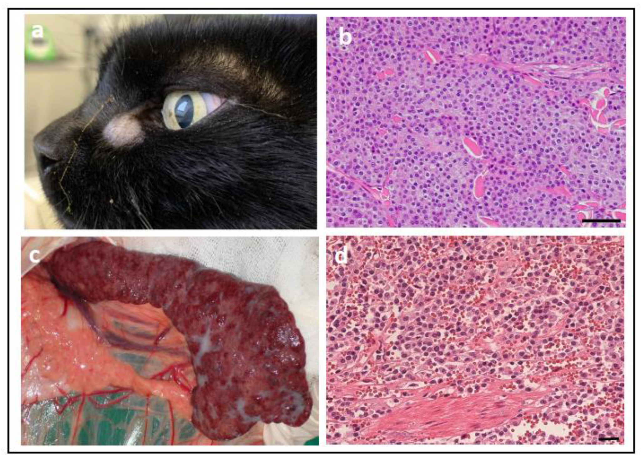 Vetsci 11 00199 g011