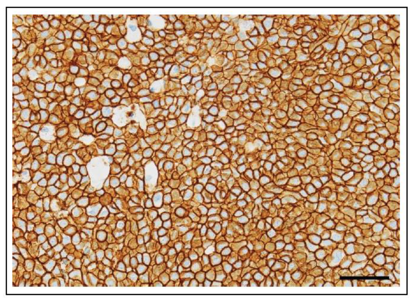 Vetsci 11 00199 g020