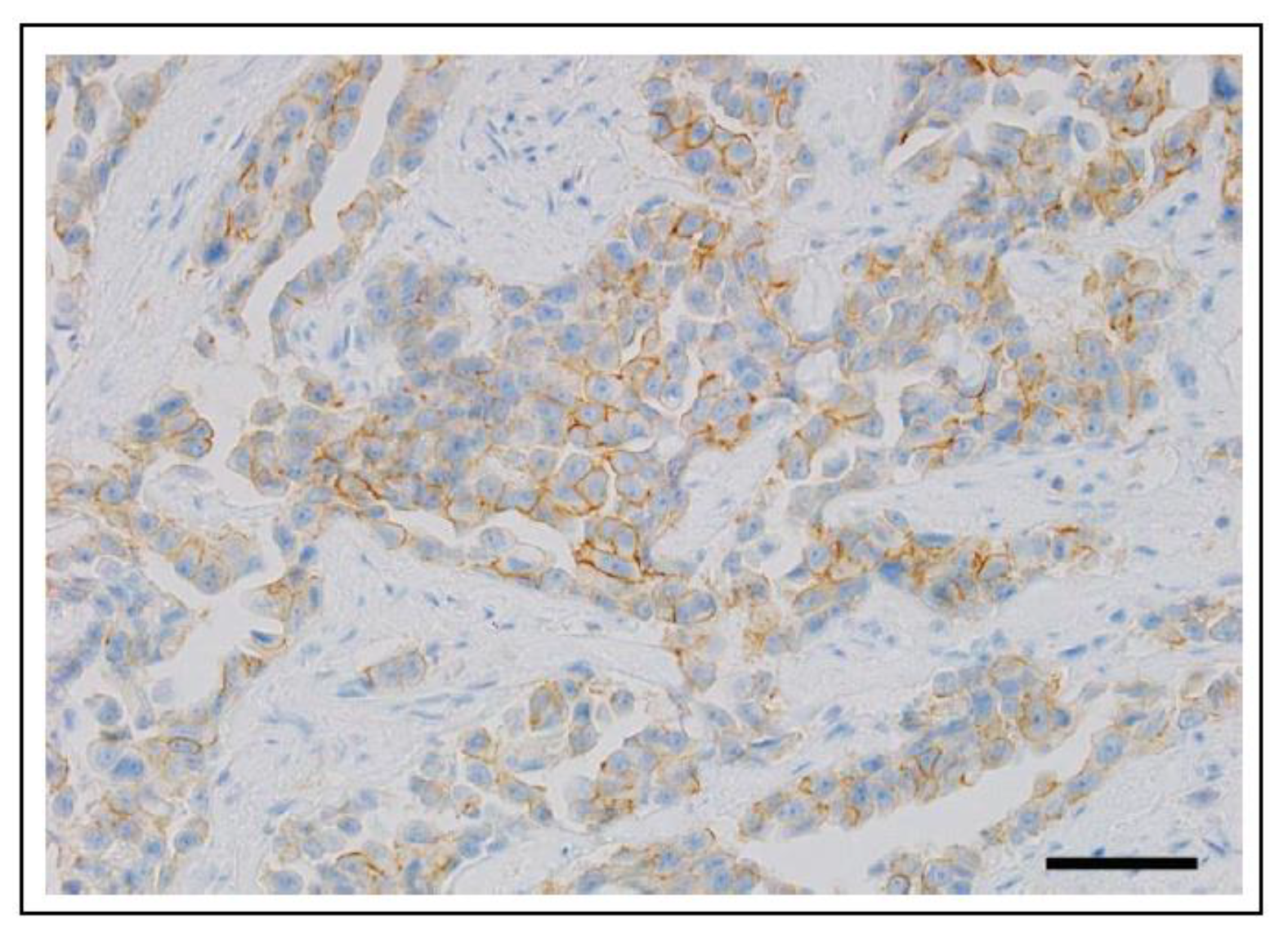 Vetsci 11 00199 g022