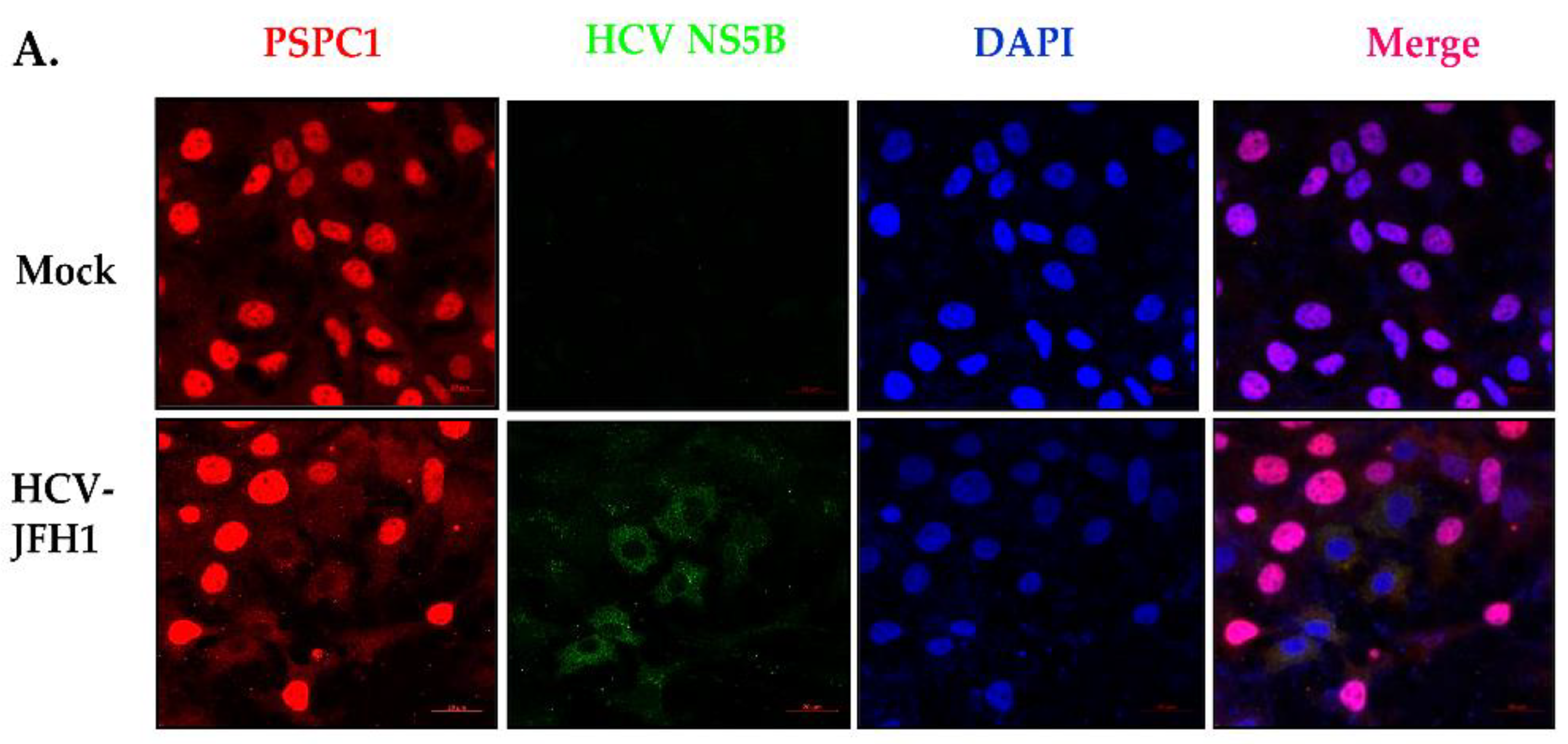 Viruses 16 00738 g001a