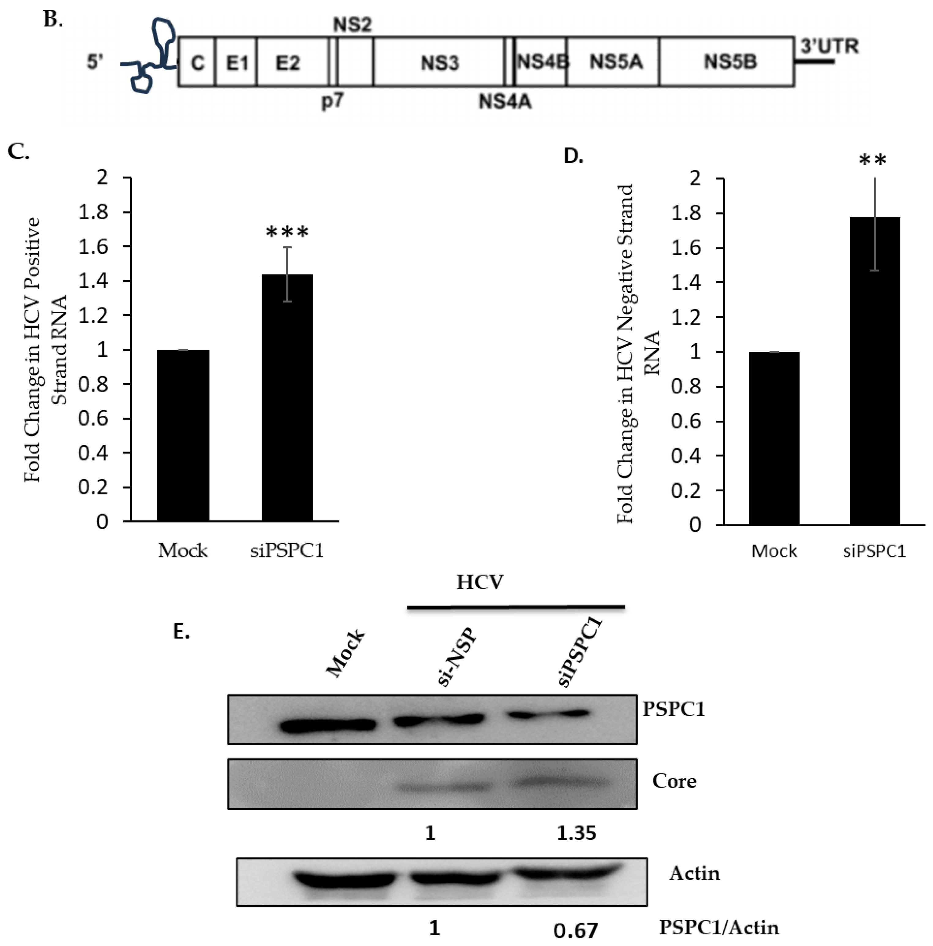 Viruses 16 00738 g001b