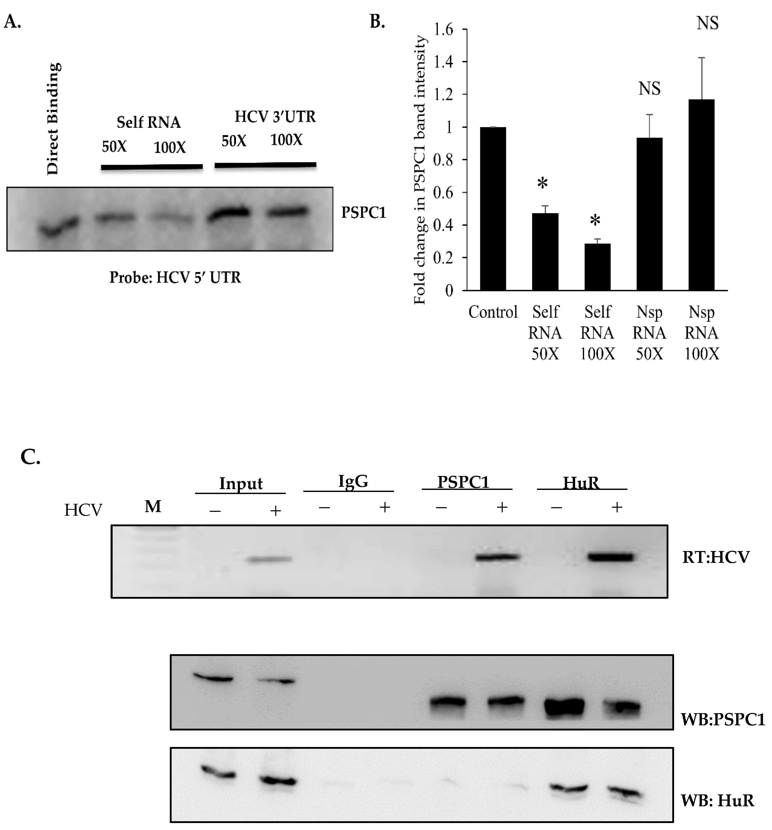 Viruses 16 00738 g002
