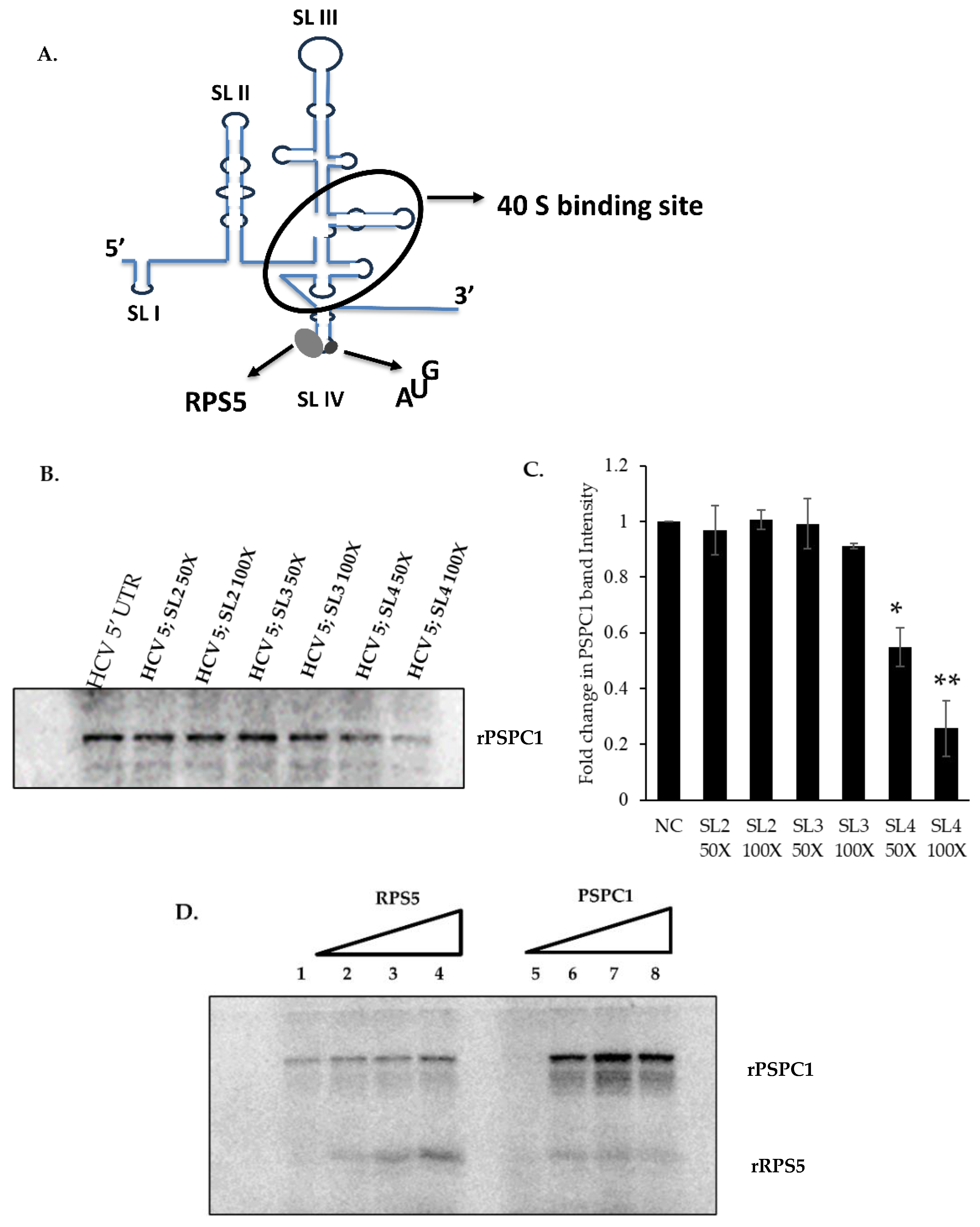 Viruses 16 00738 g003a