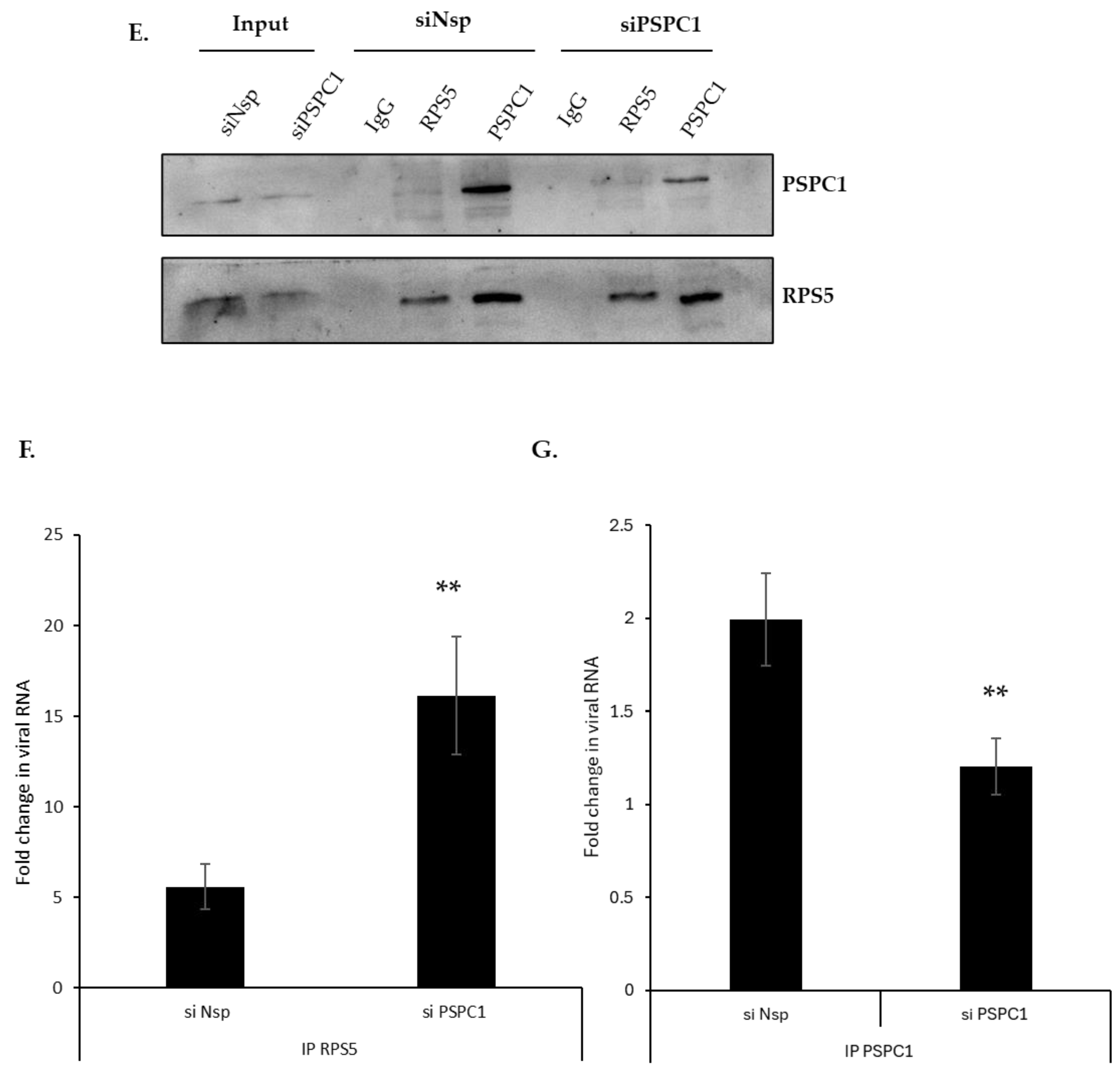 Viruses 16 00738 g003b