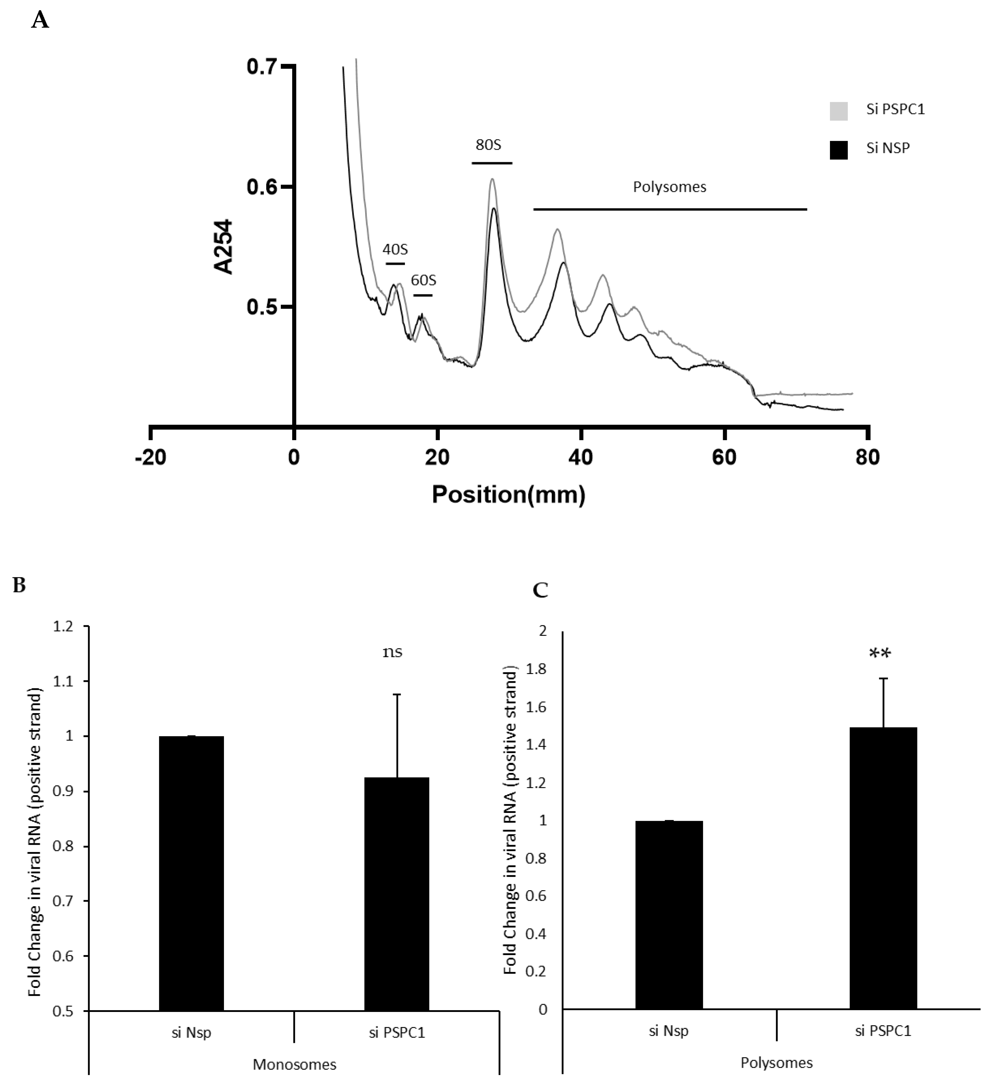 Viruses 16 00738 g004