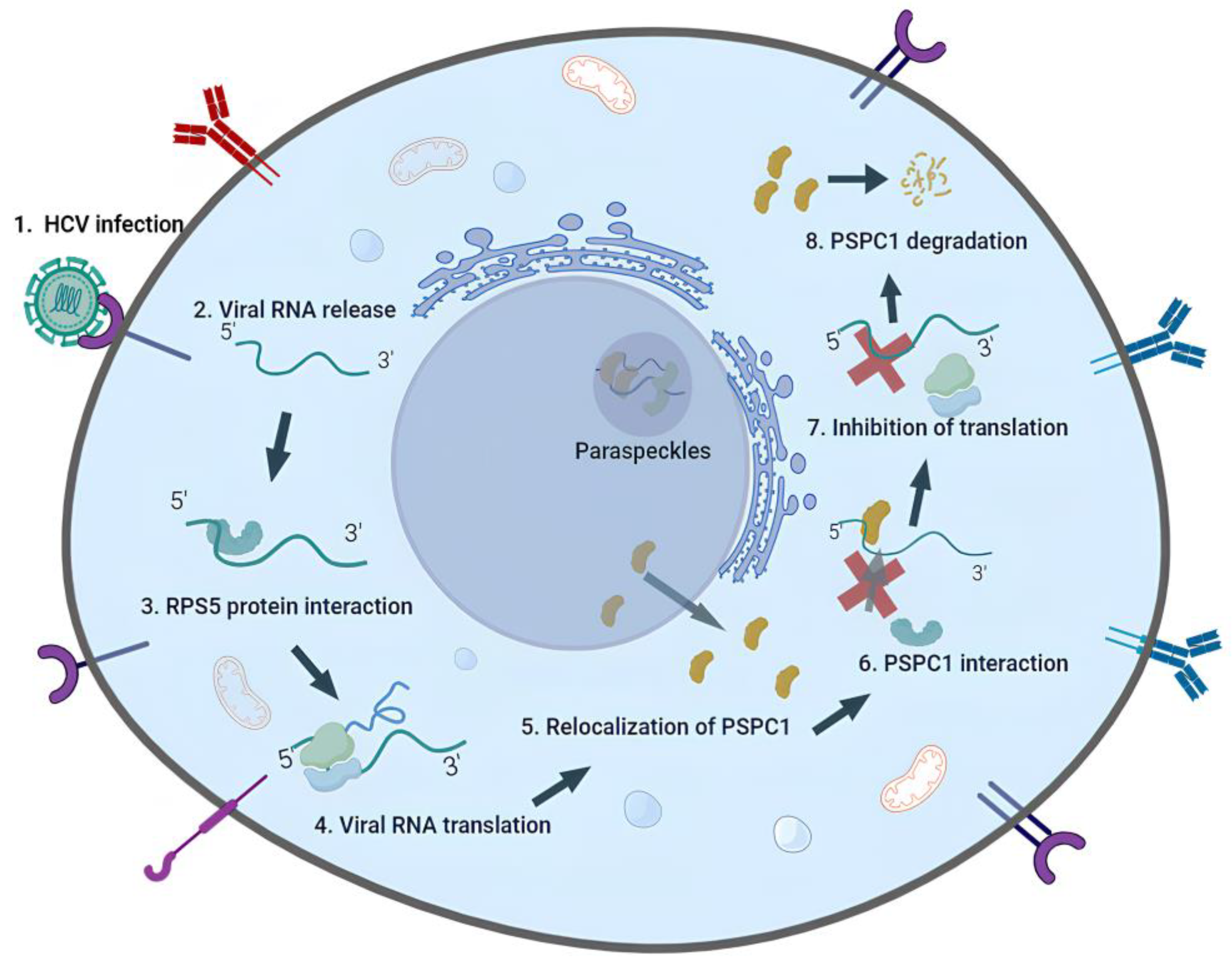 Viruses 16 00738 g006