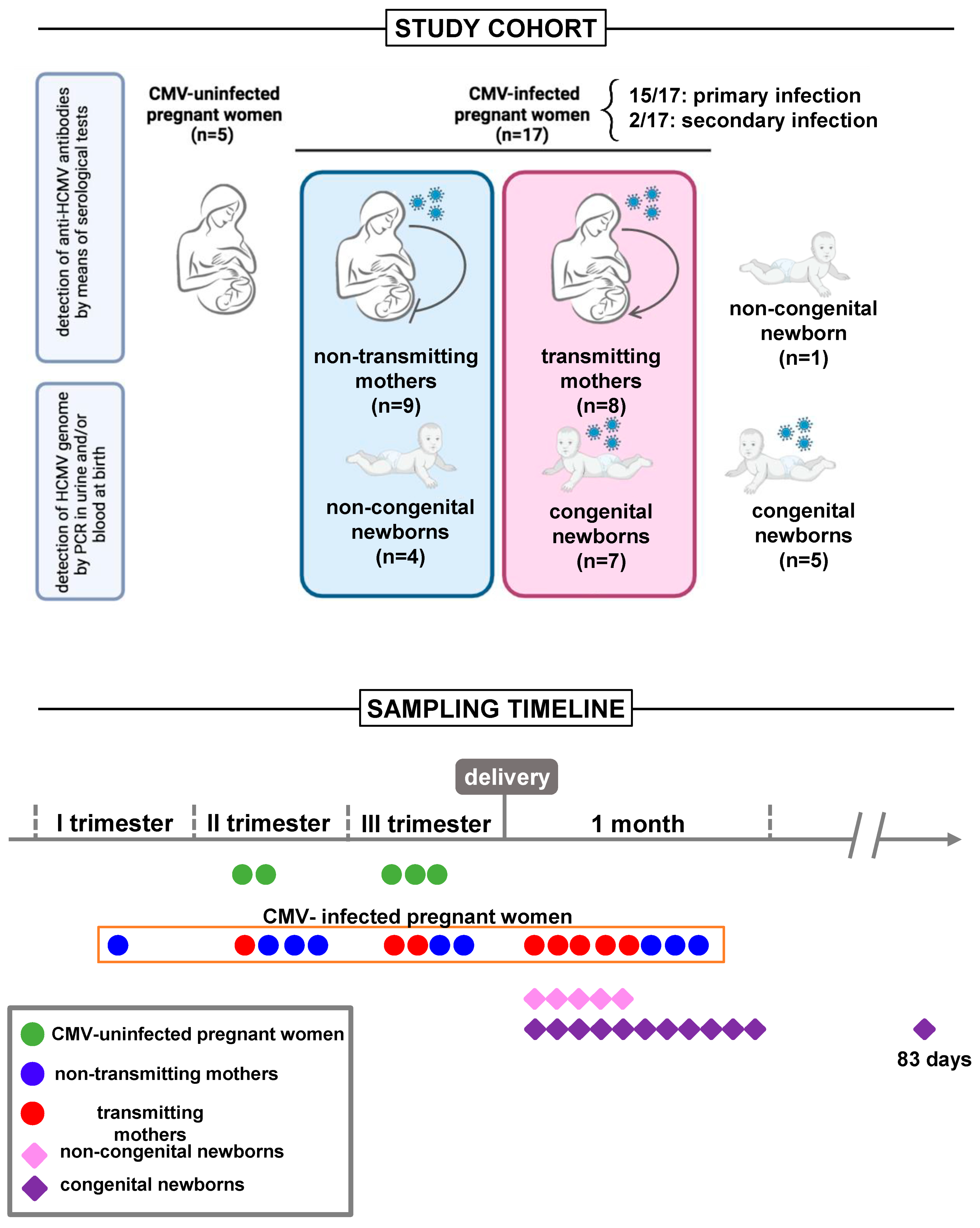 Viruses 16 00780 g001