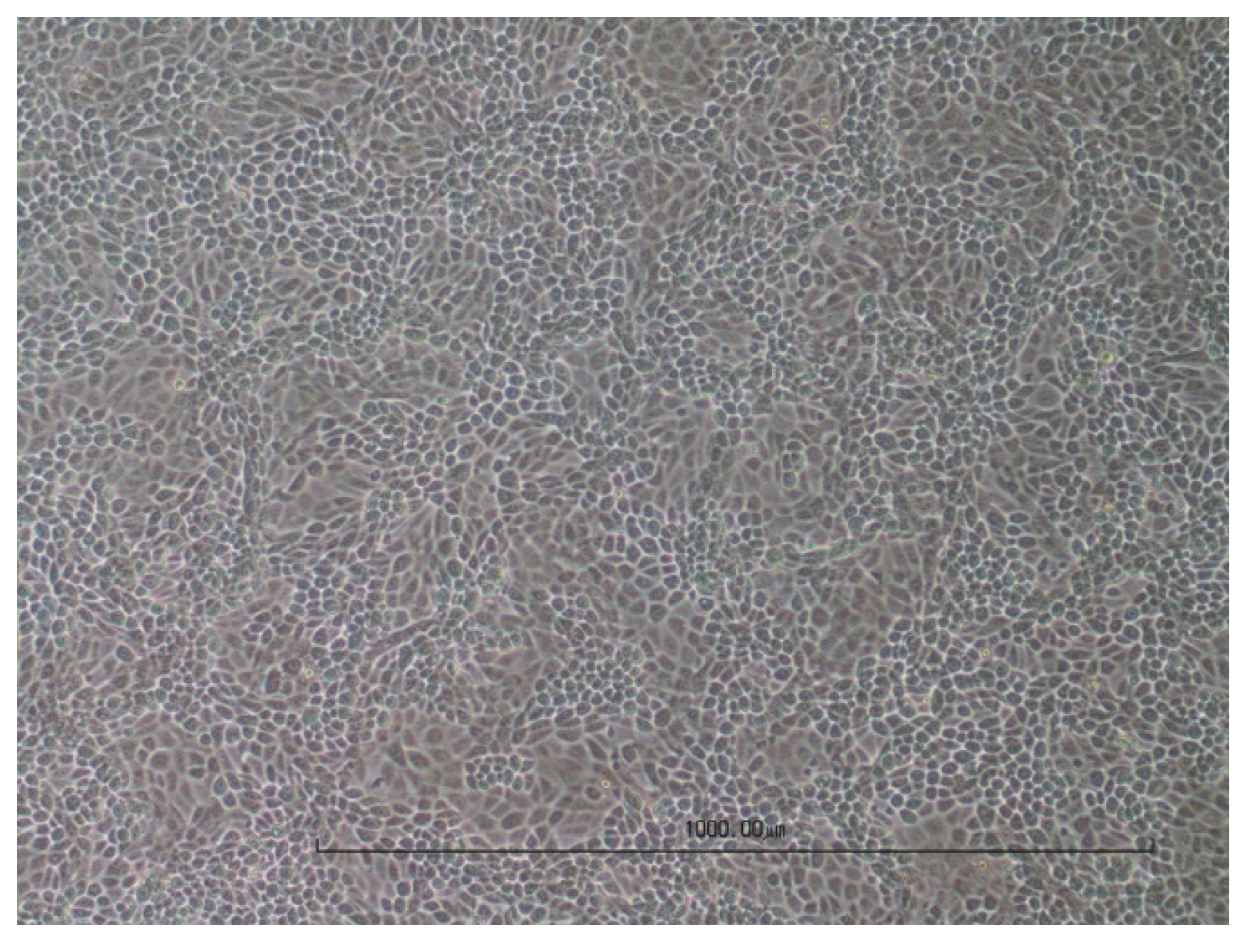 Viruses 16 00789 g003