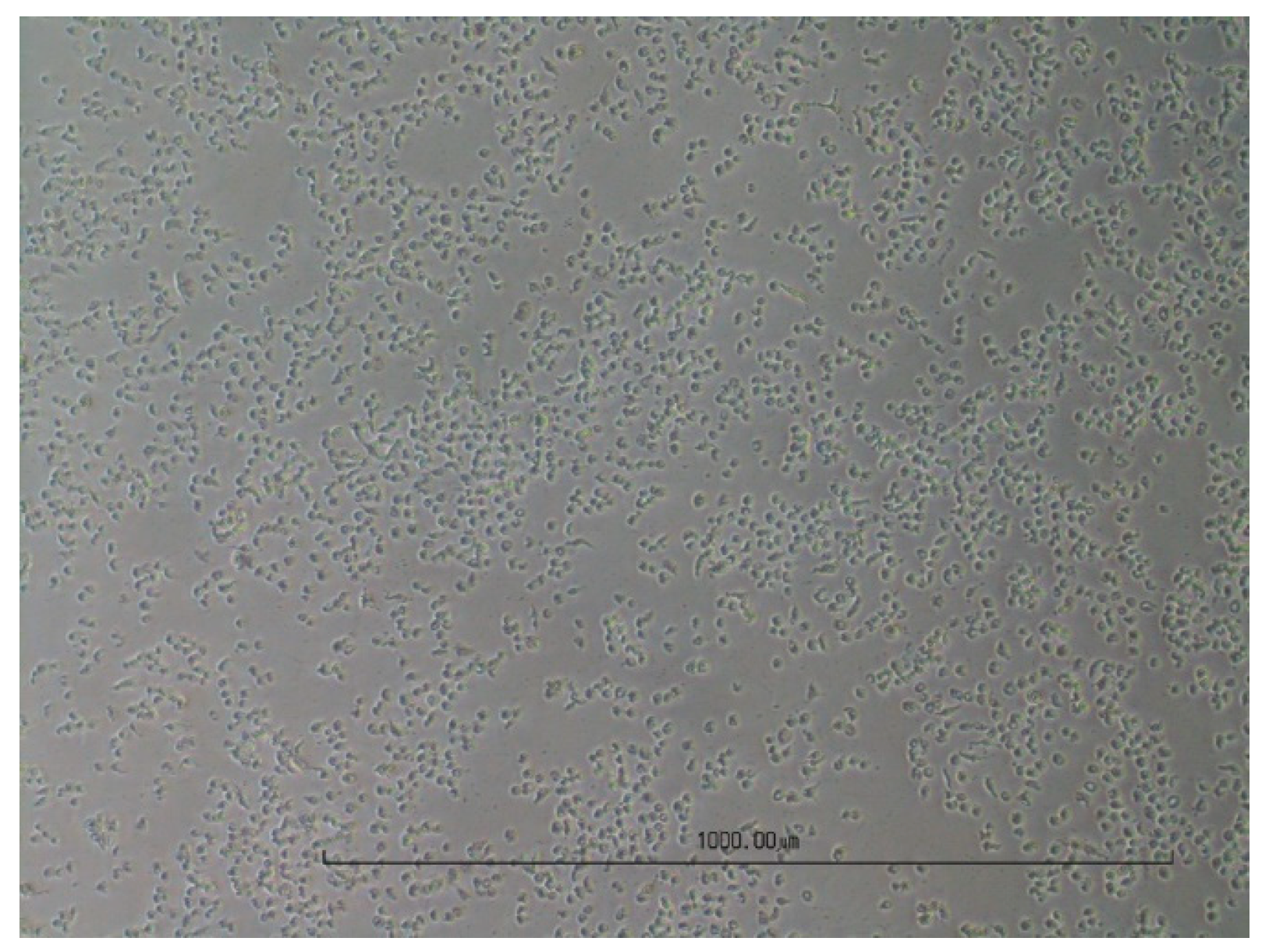 Viruses 16 00789 g004
